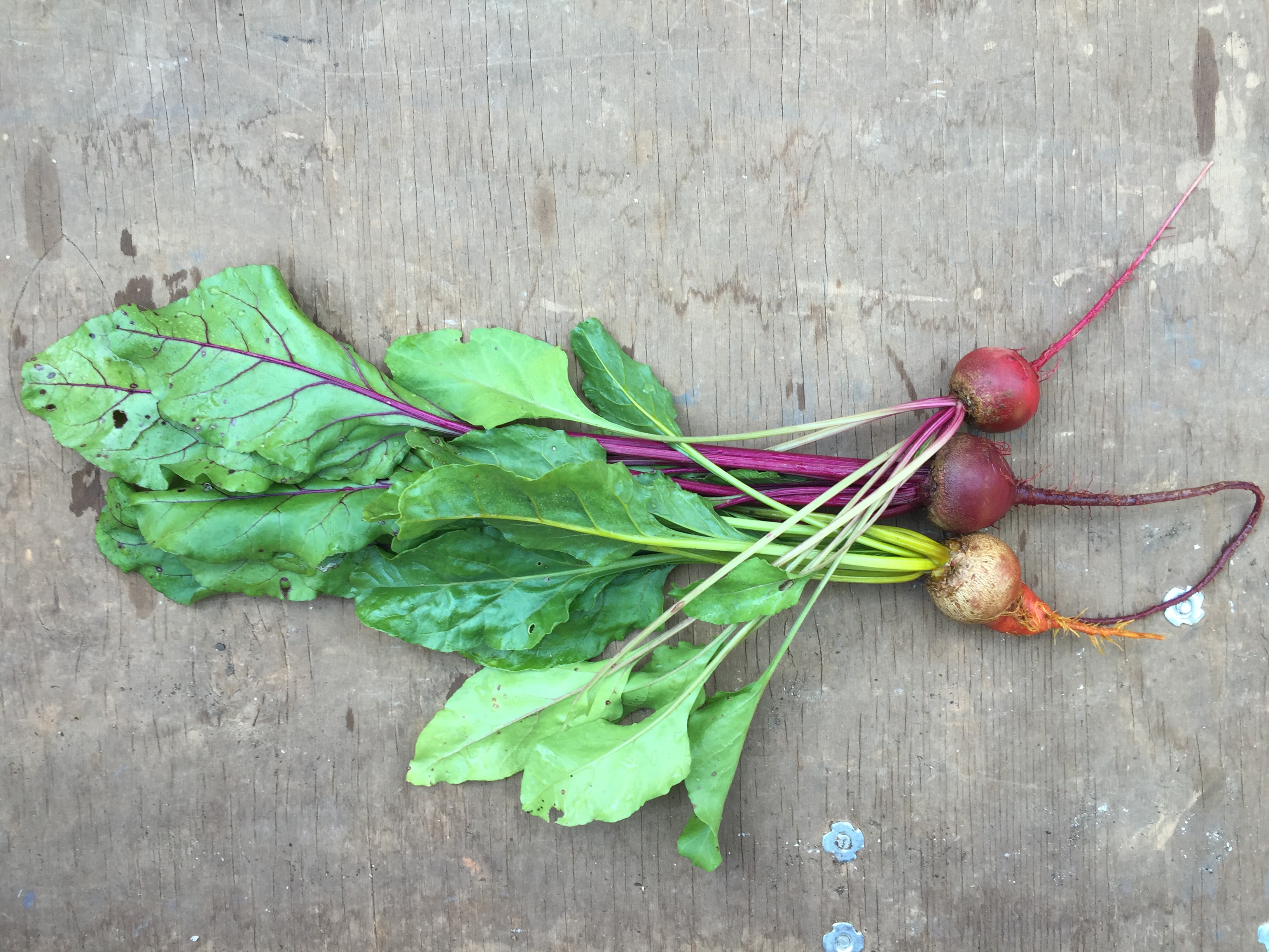 Golden, red, and chioggia beets