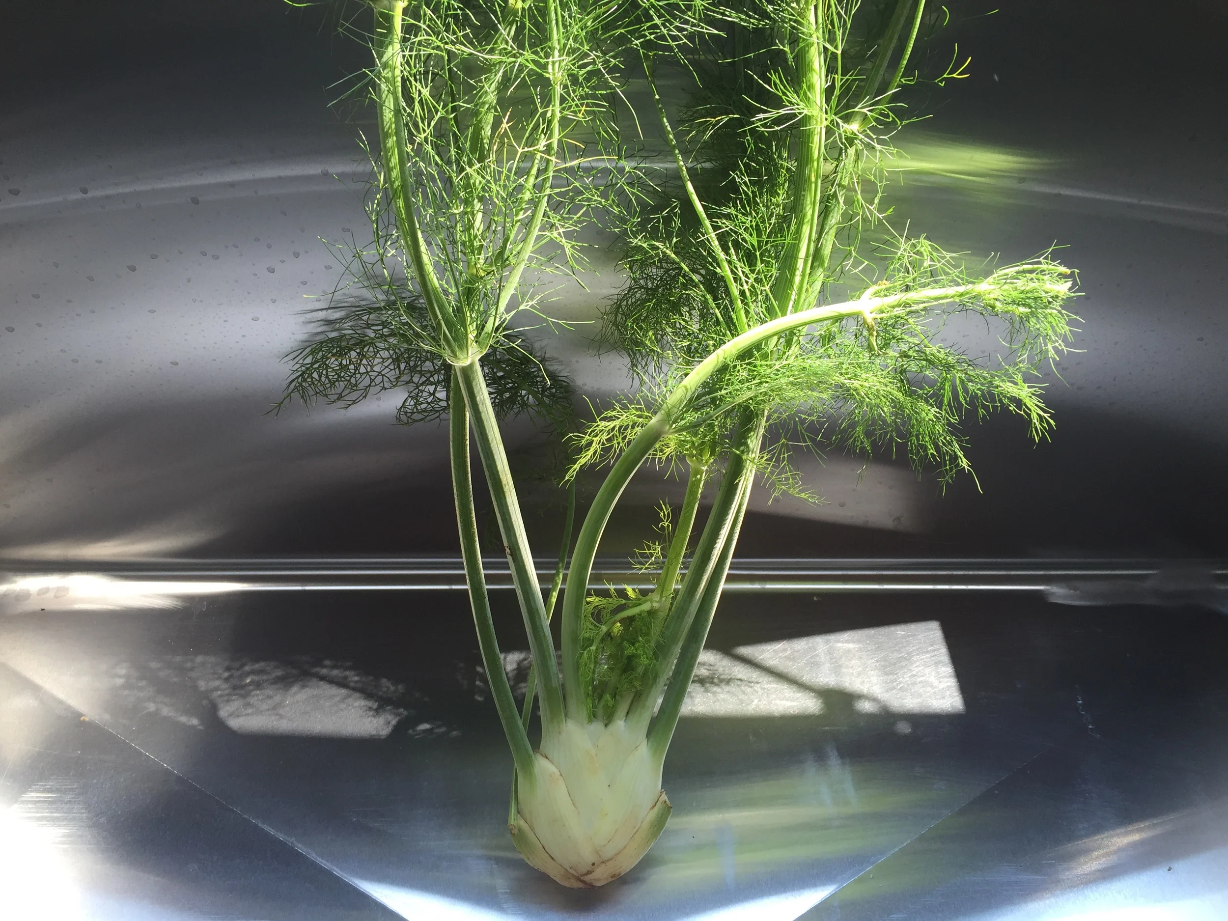 Futuristic Fennel
