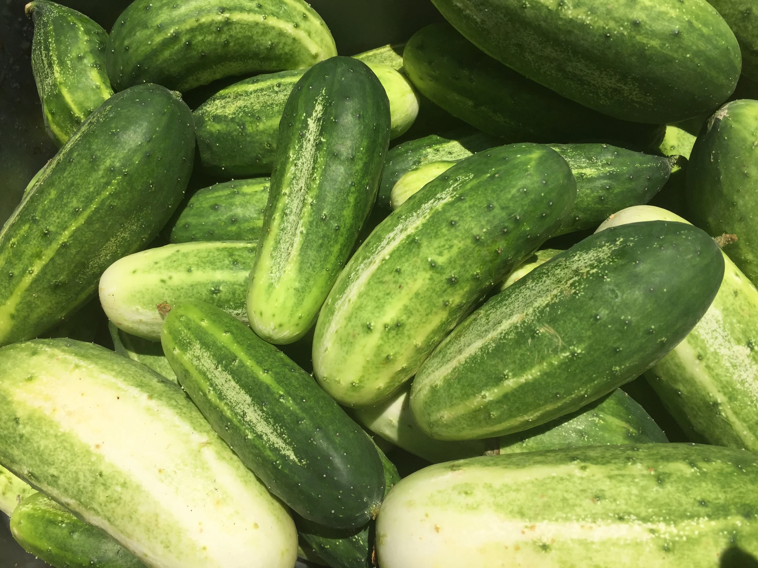 Little Leaf Cucumbers