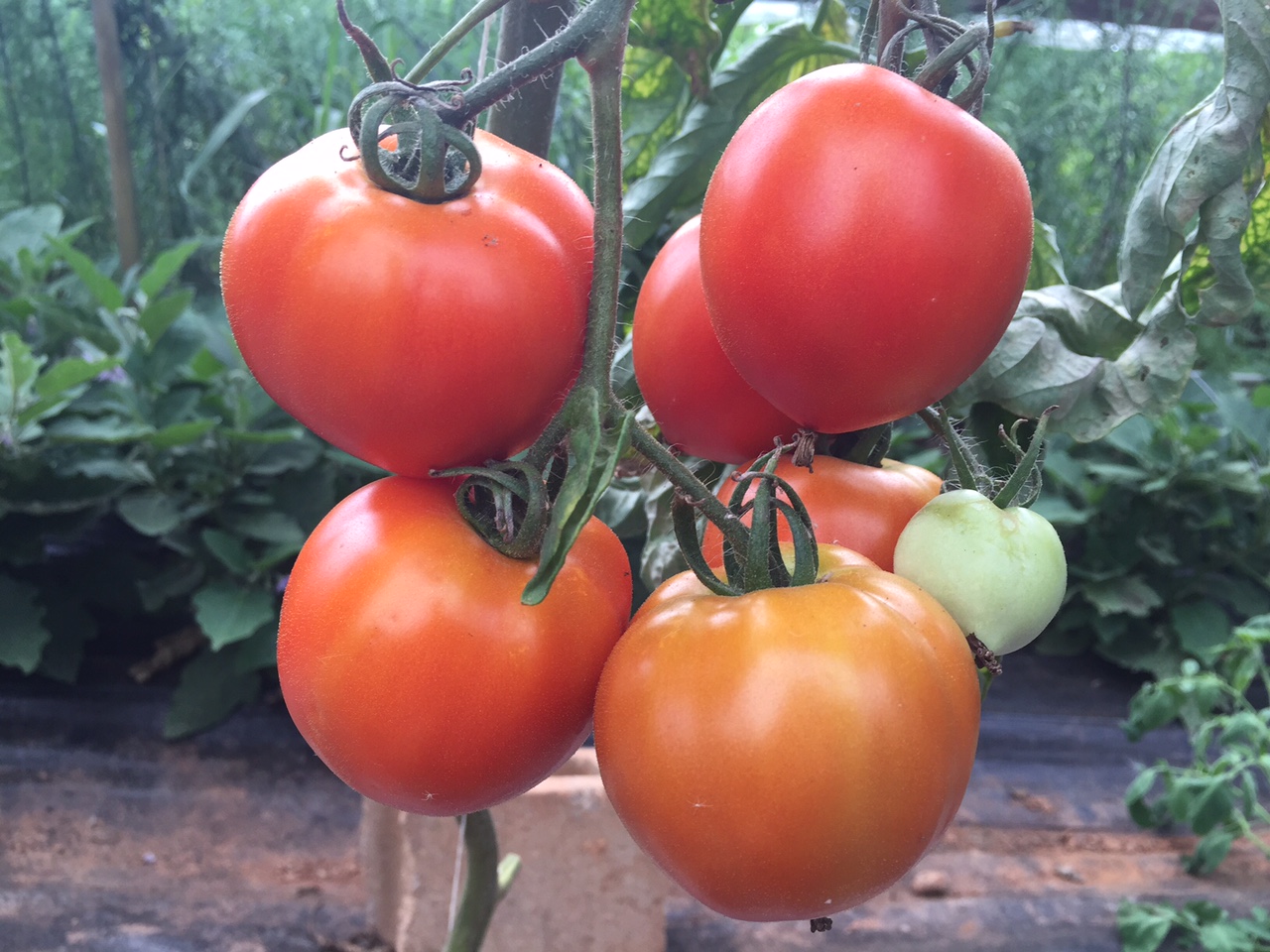 New Girl tomatoes in our high-tunnel