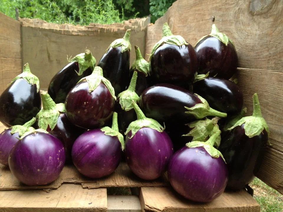 Suraj and Ophelia varieties of eggplant