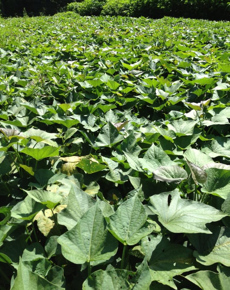 Field of Greens