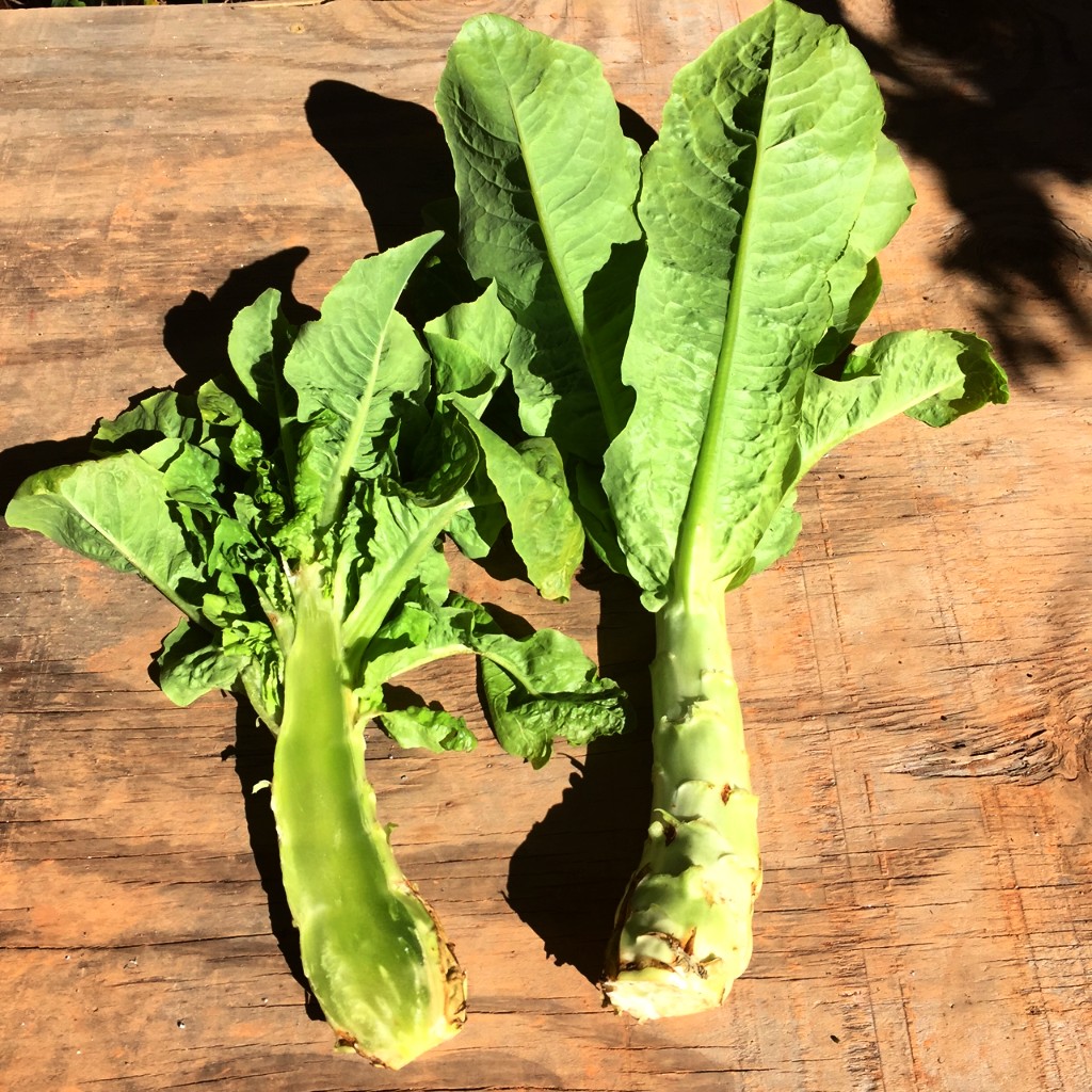 Celtuce pictured with stem cross-sectioned