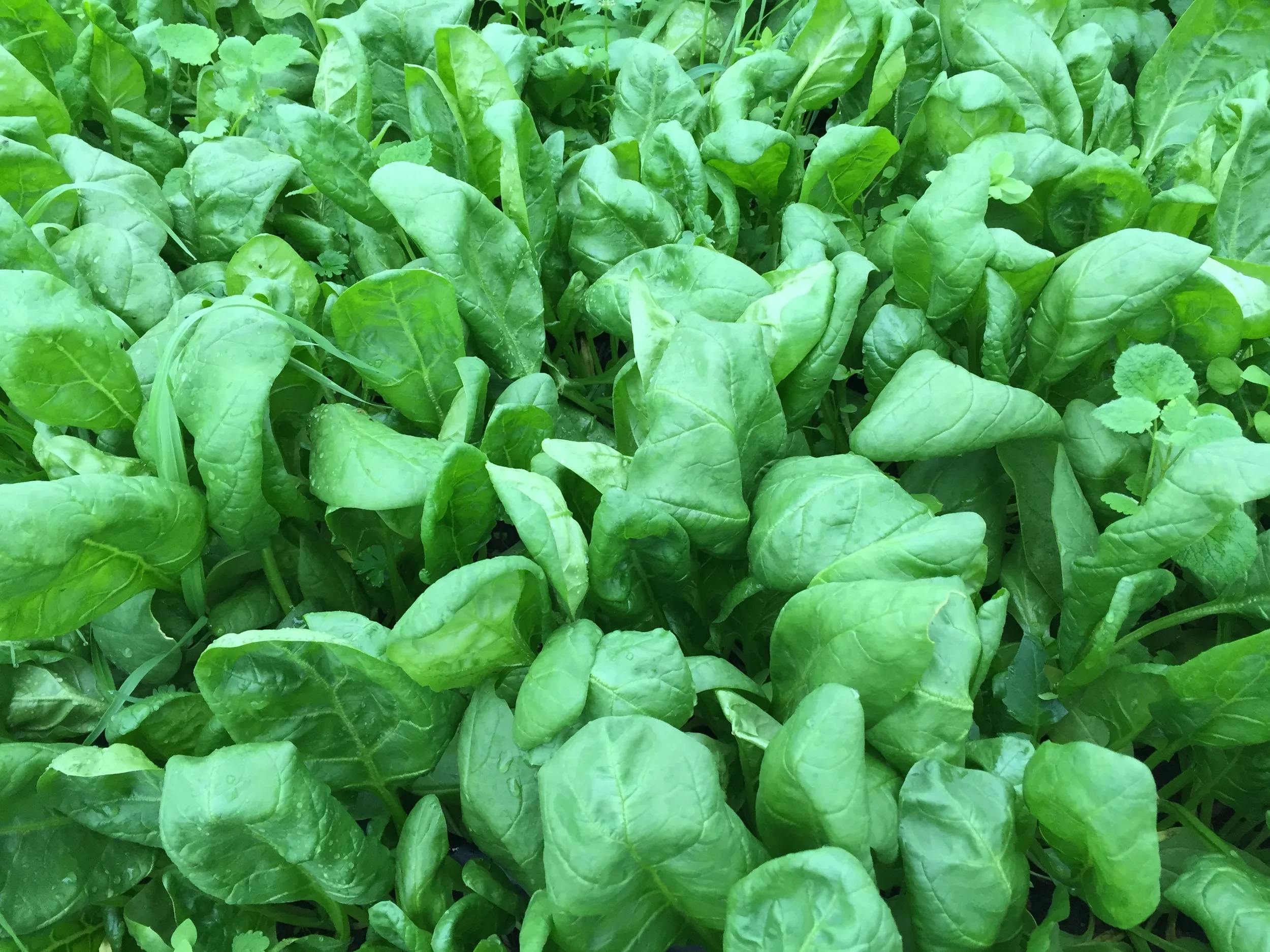 A healthy bed of spinach