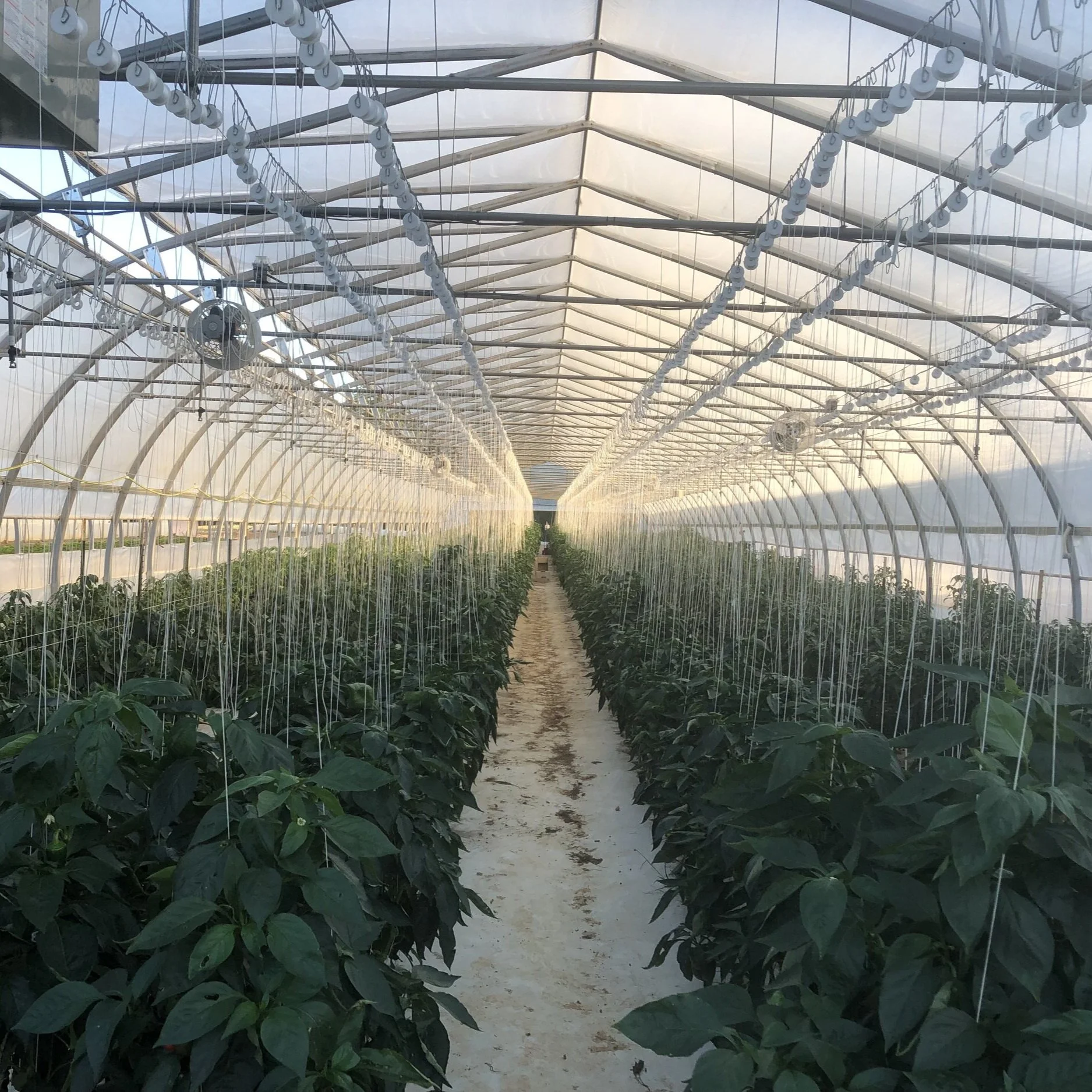 Red Hawk Farm