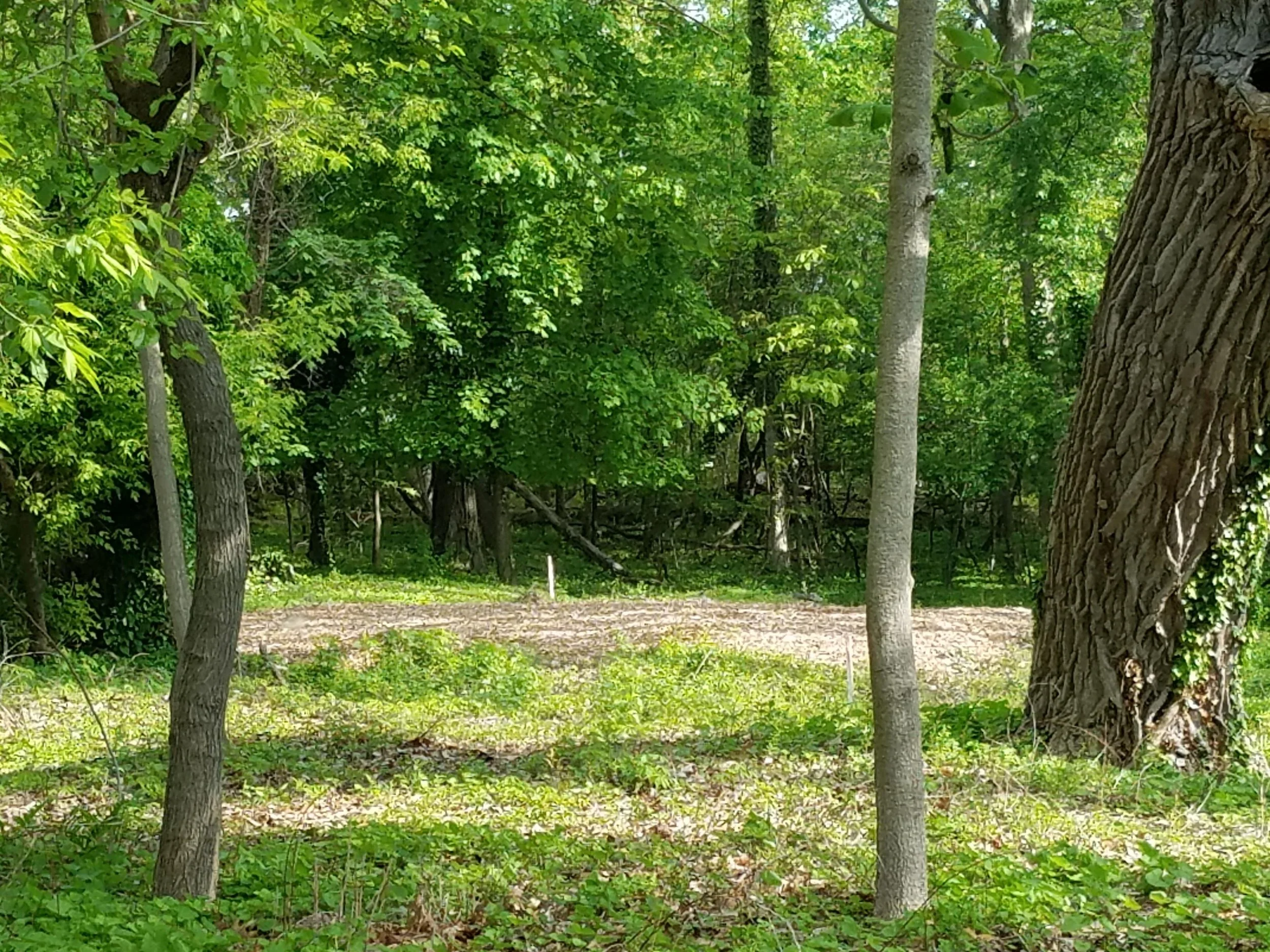 Photo courtesy of Sea Girt Conservancy
