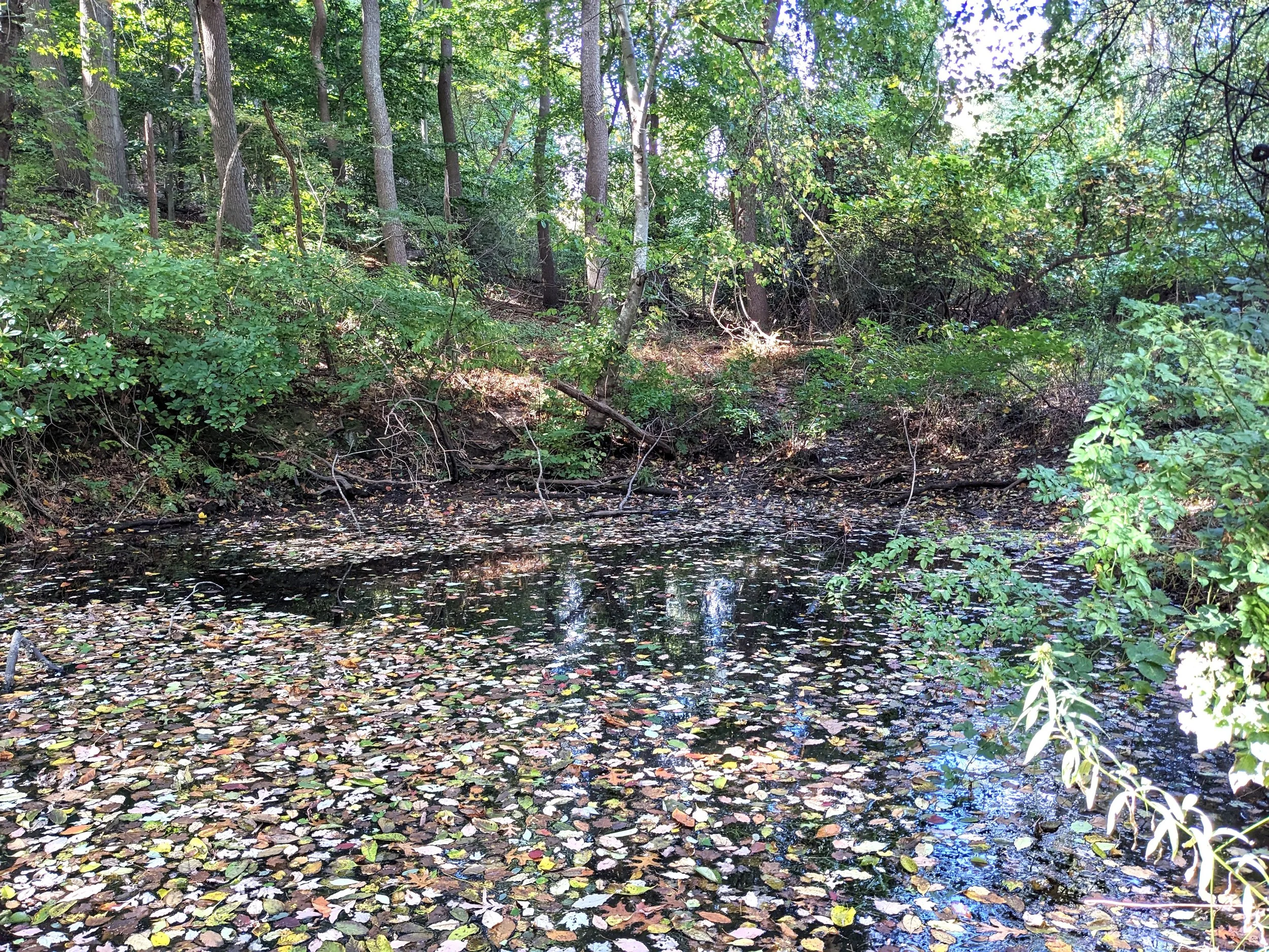 Scudder Preserve’s small vernal pool. Photo by DuBois & Associates.