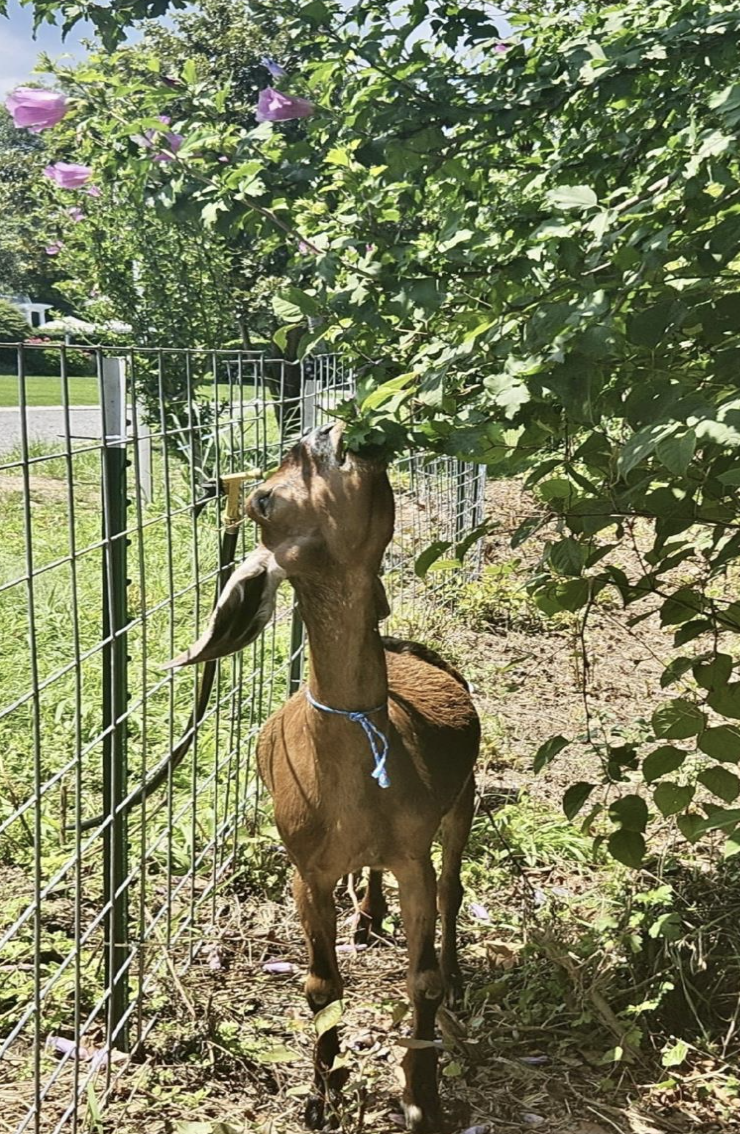 Goats prefer to browse on many plants, especially those with woody stems. Photo courtesy of the Borough of Sea Girt.
