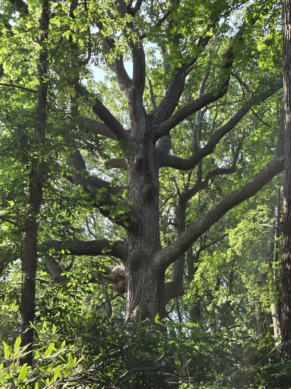Scudder Preserve’s Signature Tulip Tree. Photo by DuBois & Associates.