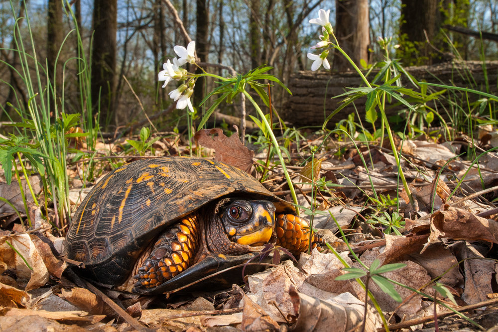 What Do Box Turtles Like in Their Habitat? 2