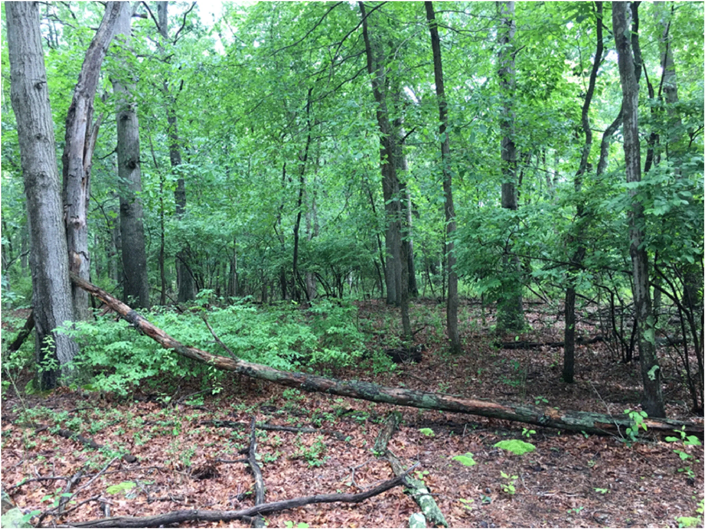 This wooded tract of land on Fort Plains Road in Howell Township was just purchased on March 18th, 2021 to become a passive park area. Just next door, a new house development is under construction.