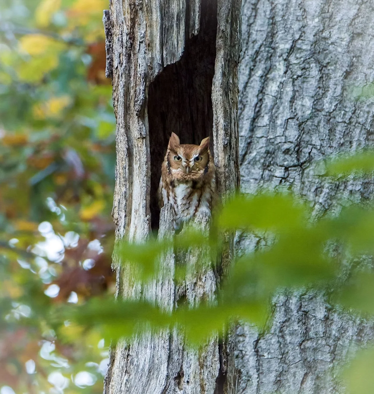 Photo by Emilee Carton: Jersey Shore Wildlife Photography .