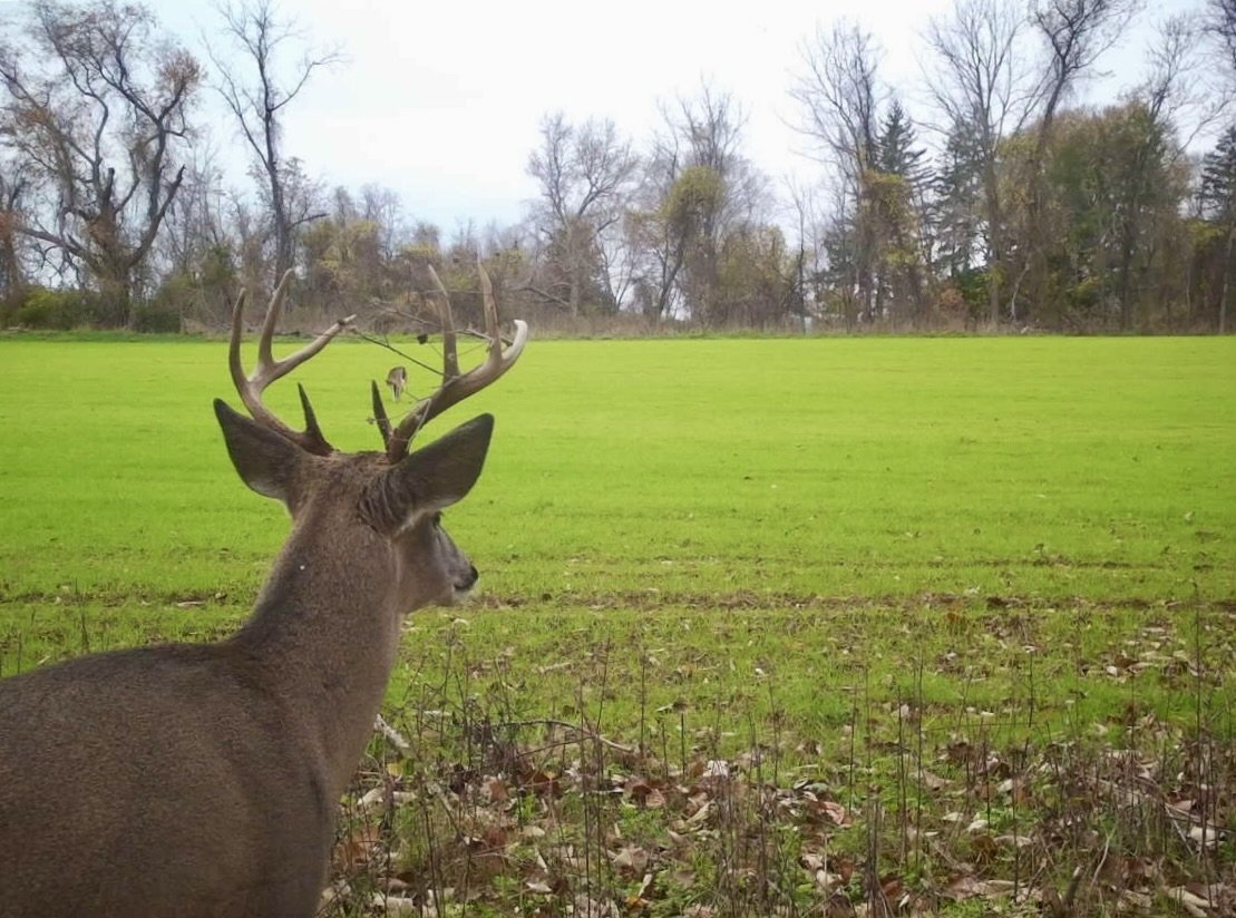 White-tailed deer, caught on Spinella Farm wildlife camera. Photo courtesy of the Spinella family.