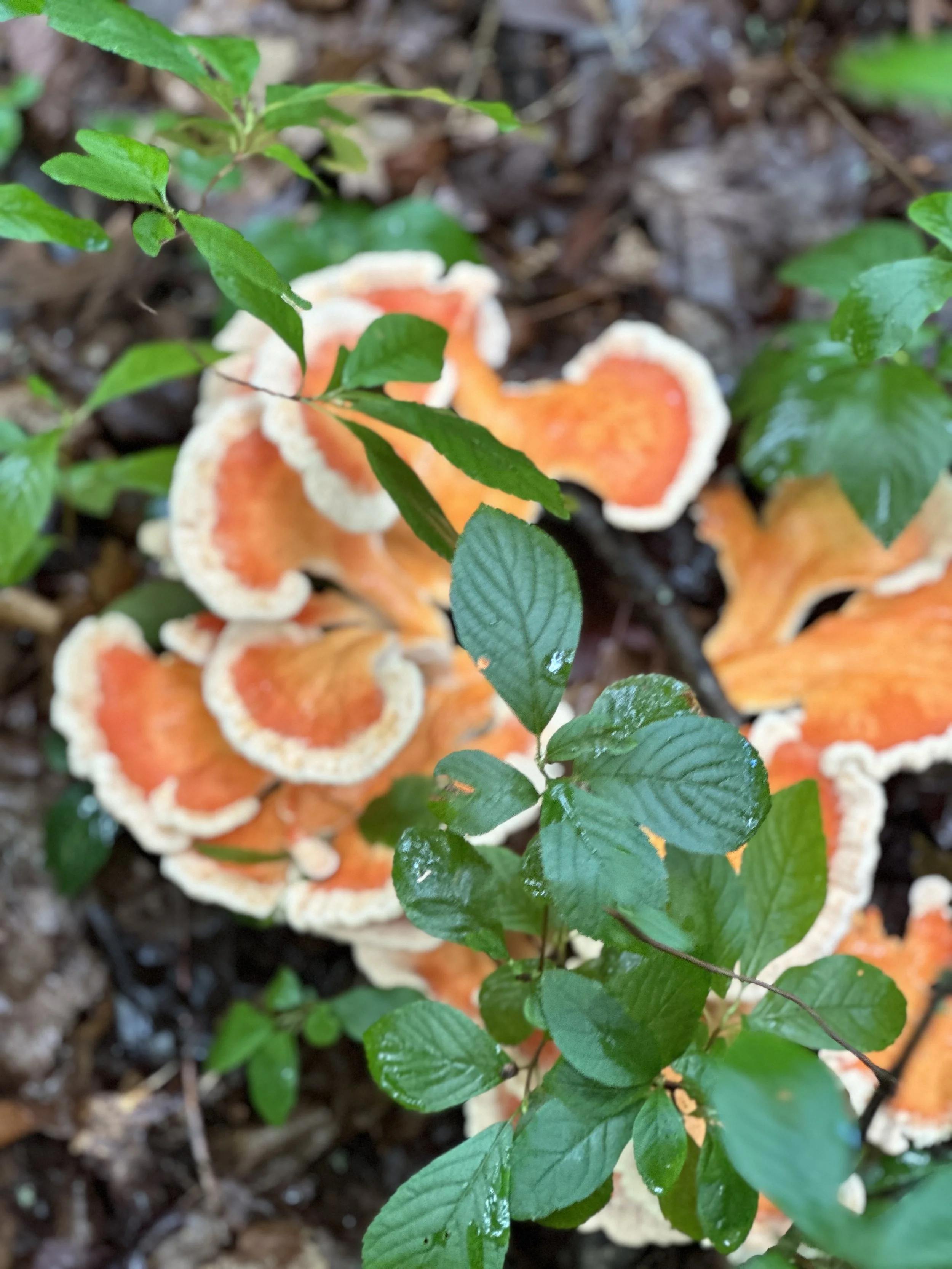 Chicken of the woods mushroom Photo: Jena. Cosimo