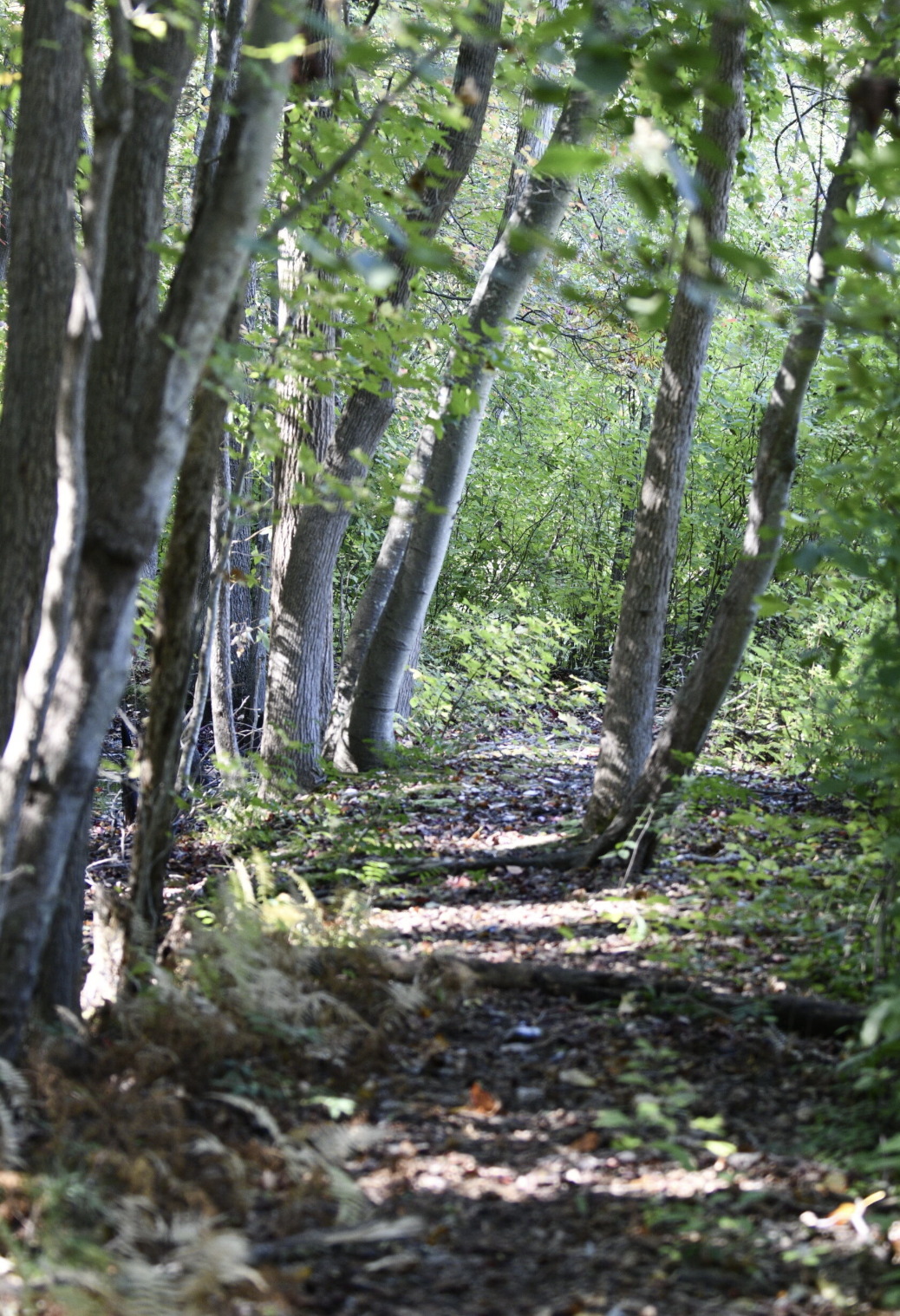 A trail at Scudder Preserve. Photo by Kevin Knecht.