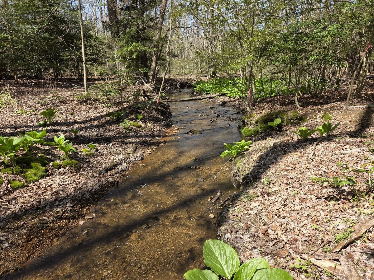Scudder Preserve has natural features with high ecological value. Photo by DuBois & Associates.
