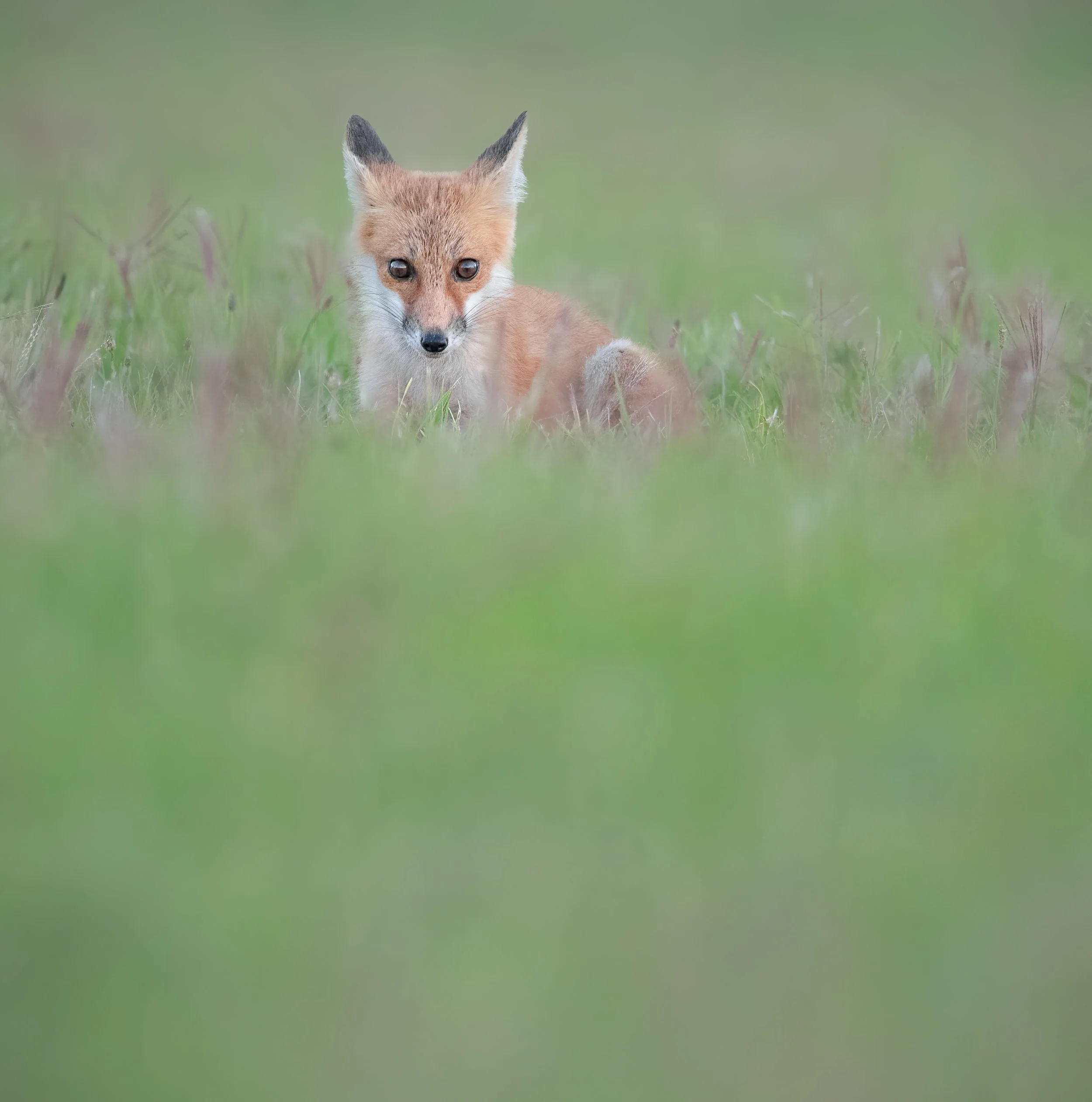 Photo by Emilee Carton: Jersey Shore Wildlife Photography .