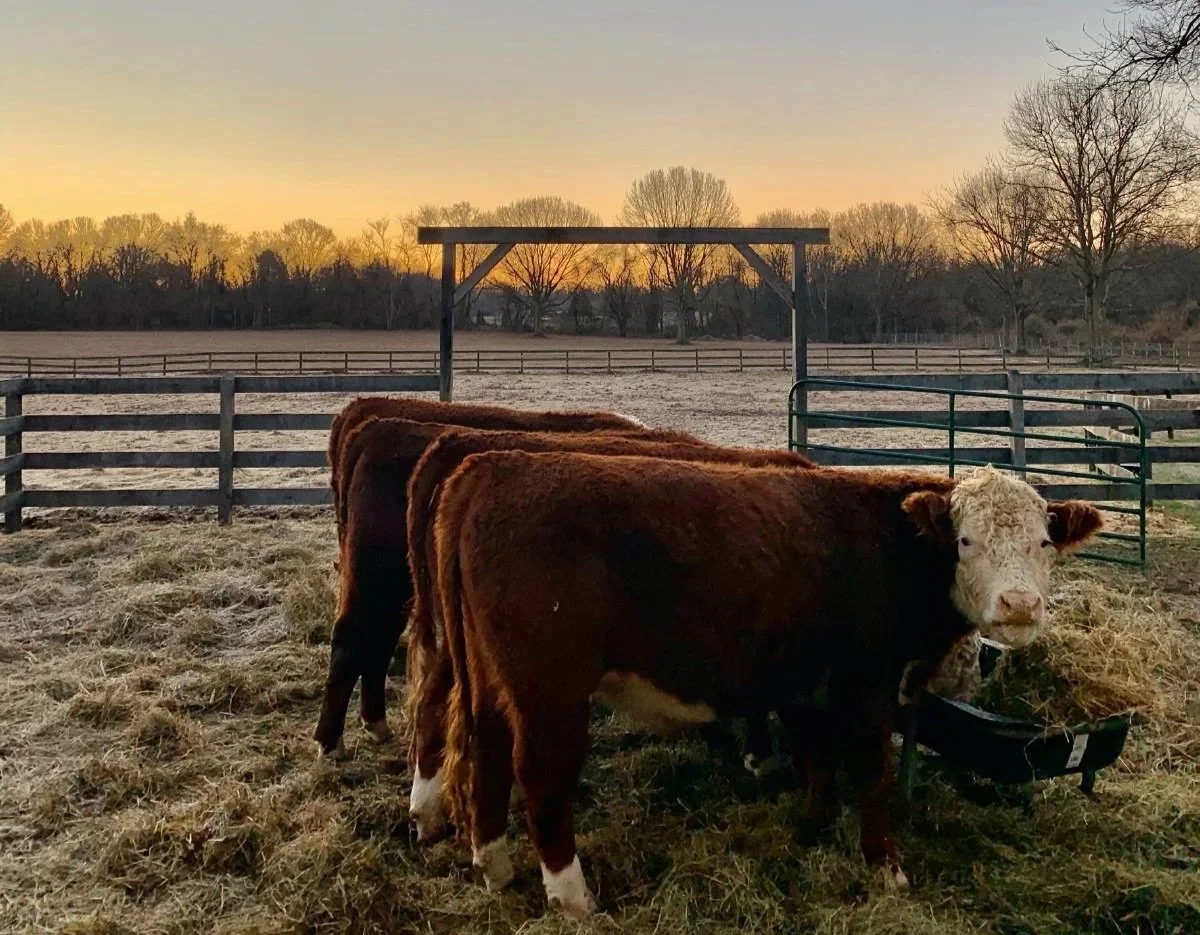 Photo courtesy of Triple L Farms’ Mosley Family.