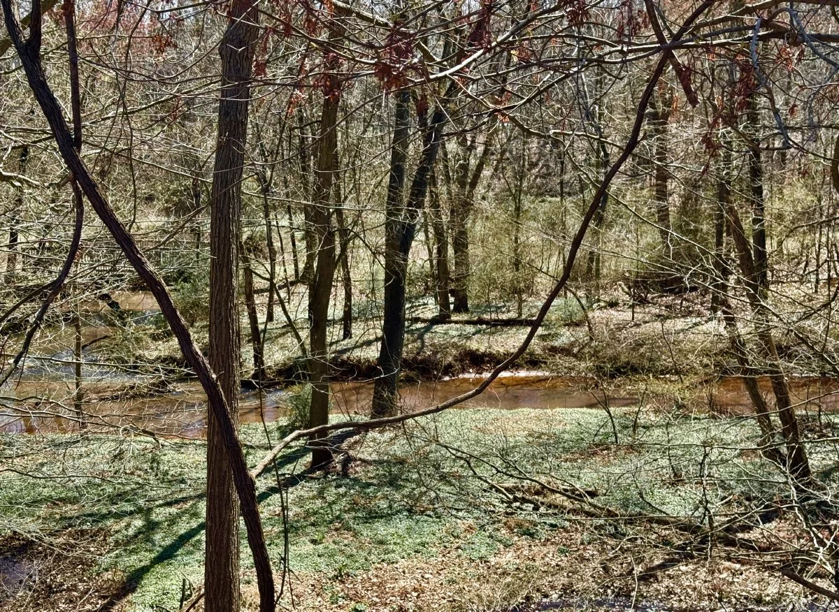 Yellow Brook runs through the Spinella Farm property. Photo by Jena Cosimo.