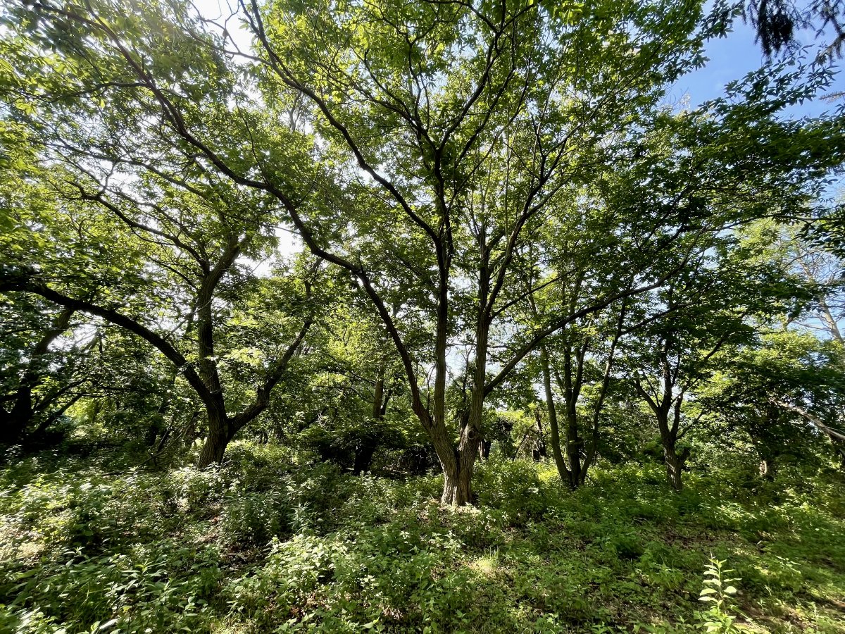 A grove of chestnut trees on the Spinella Farm property. Photo by Harriet Honigfeld.