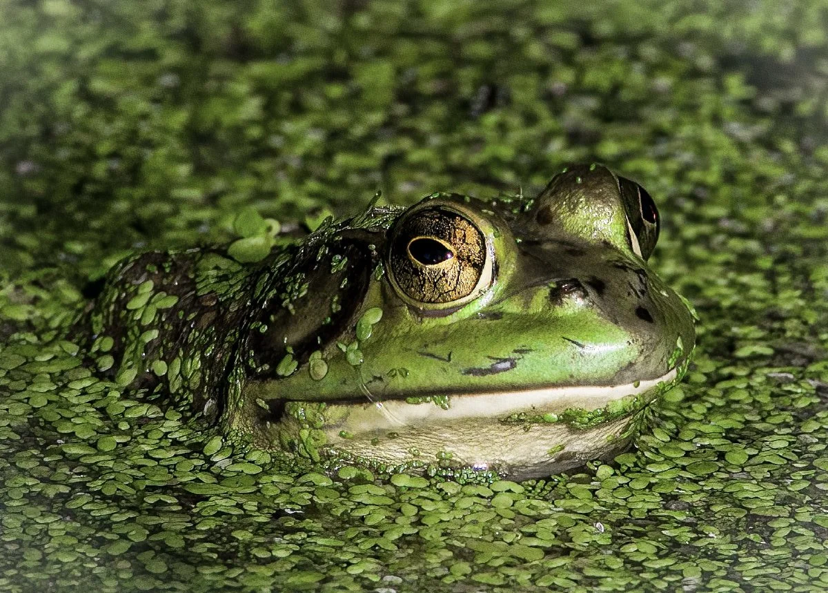 One of the many animals that will benefit from wetland restoration at Scudder Preserve. Photo by Emilee Carton, Jersey Shore Wildlife Photography .