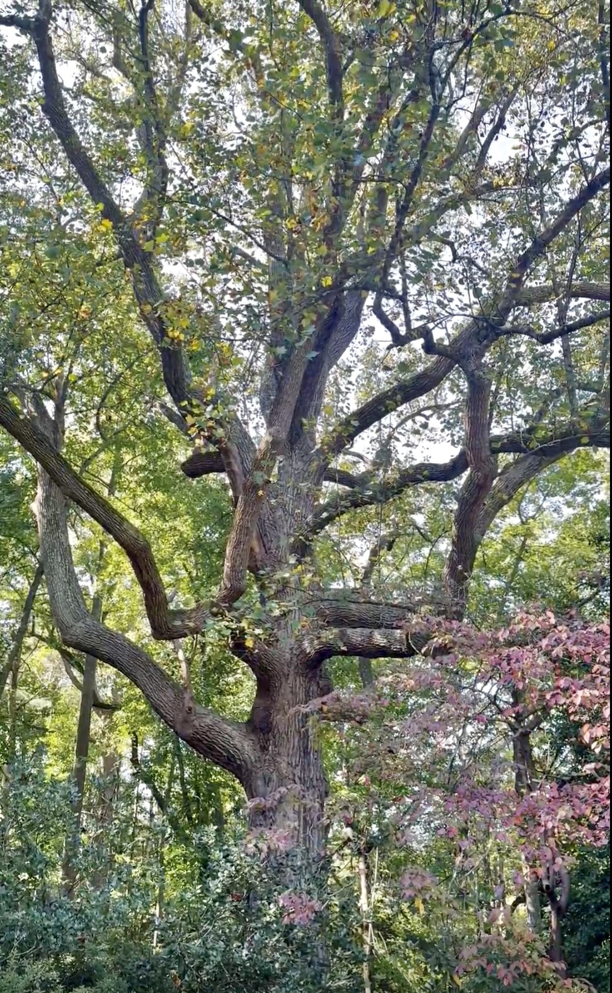 Scudder Preserve’s tulip tree. Photo by Jena Cosimo.
