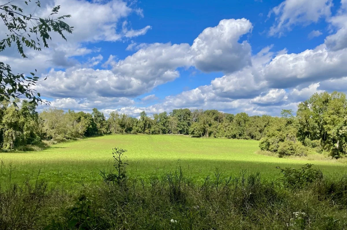 A field at Spinella Farm. Photo by Jena Cosimo.