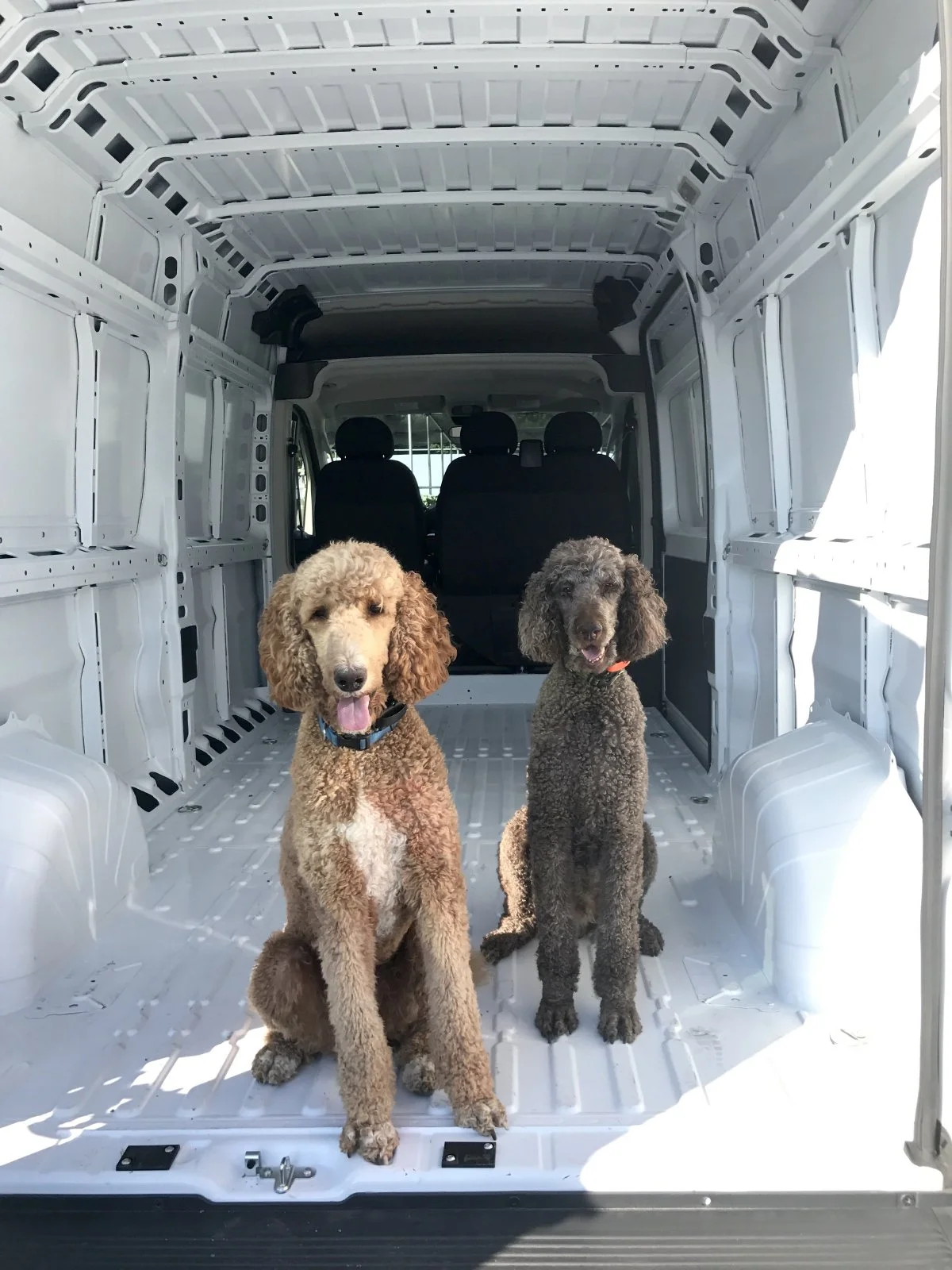 Chase and Clifford, the Linney Family dogs. Photo courtesy of the Linney Family.