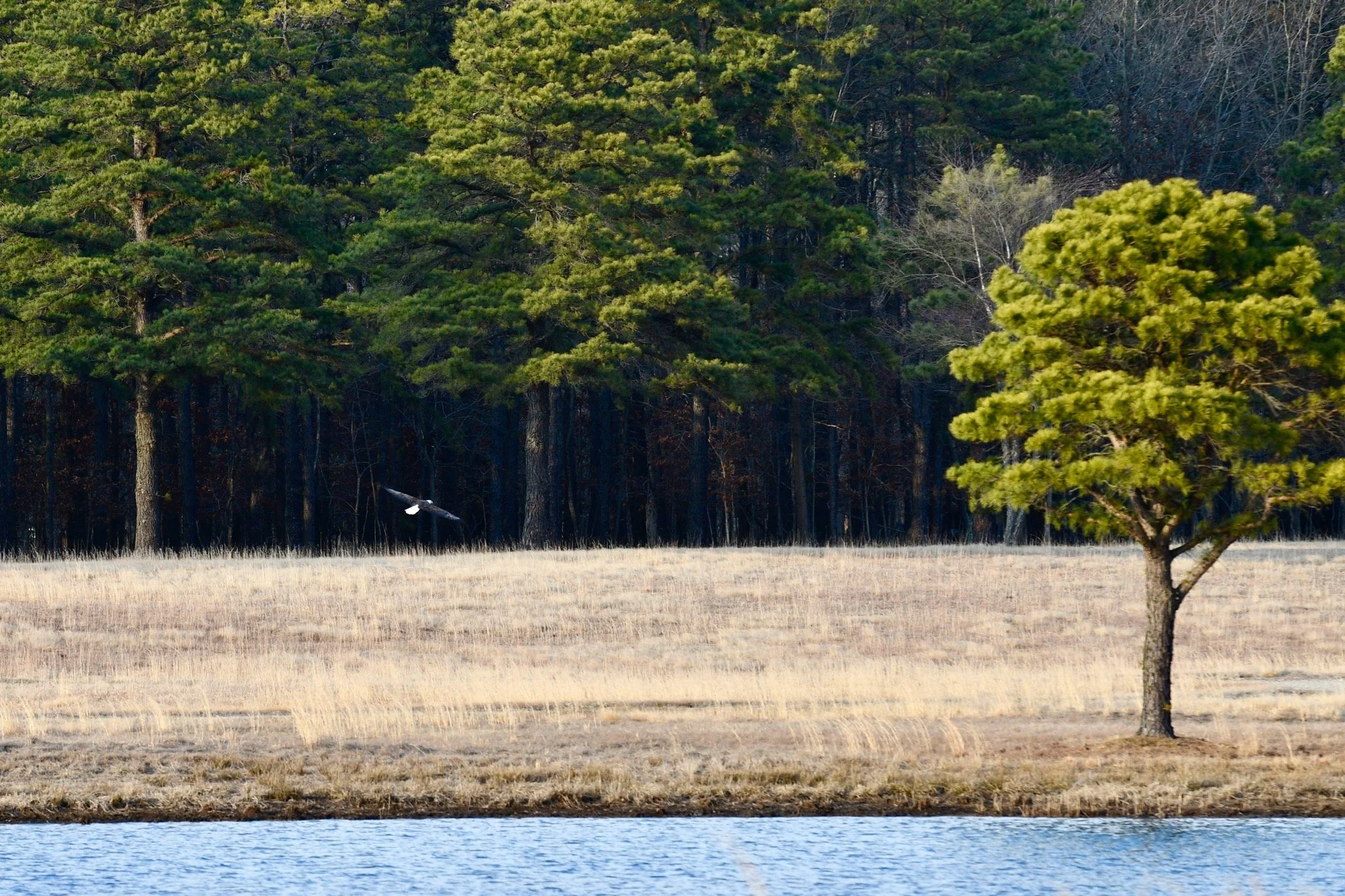 MCF is proud to steward open spaces that allow wildlife like bald eagles to thrive. Photo by Jena Cosimo