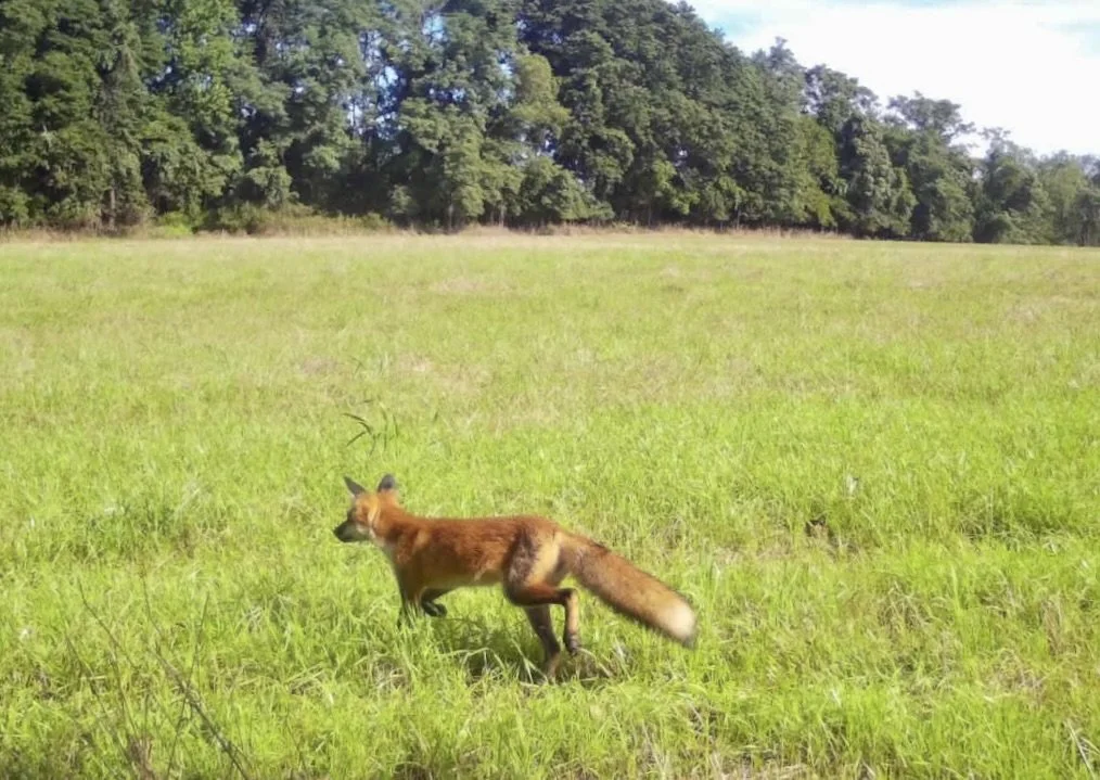 Red fox in a field, caught on Spinella Farm wildlife camera. Photo courtesy of the Spinella family.