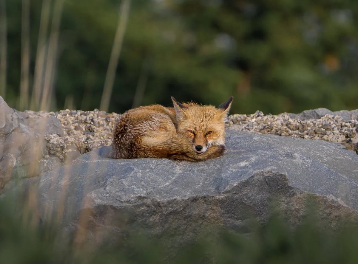 Red foxes are among the many animal species that call Scudder Preserve home. Photo by Emilee Carton, Jersey Shore Wildlife Photography .