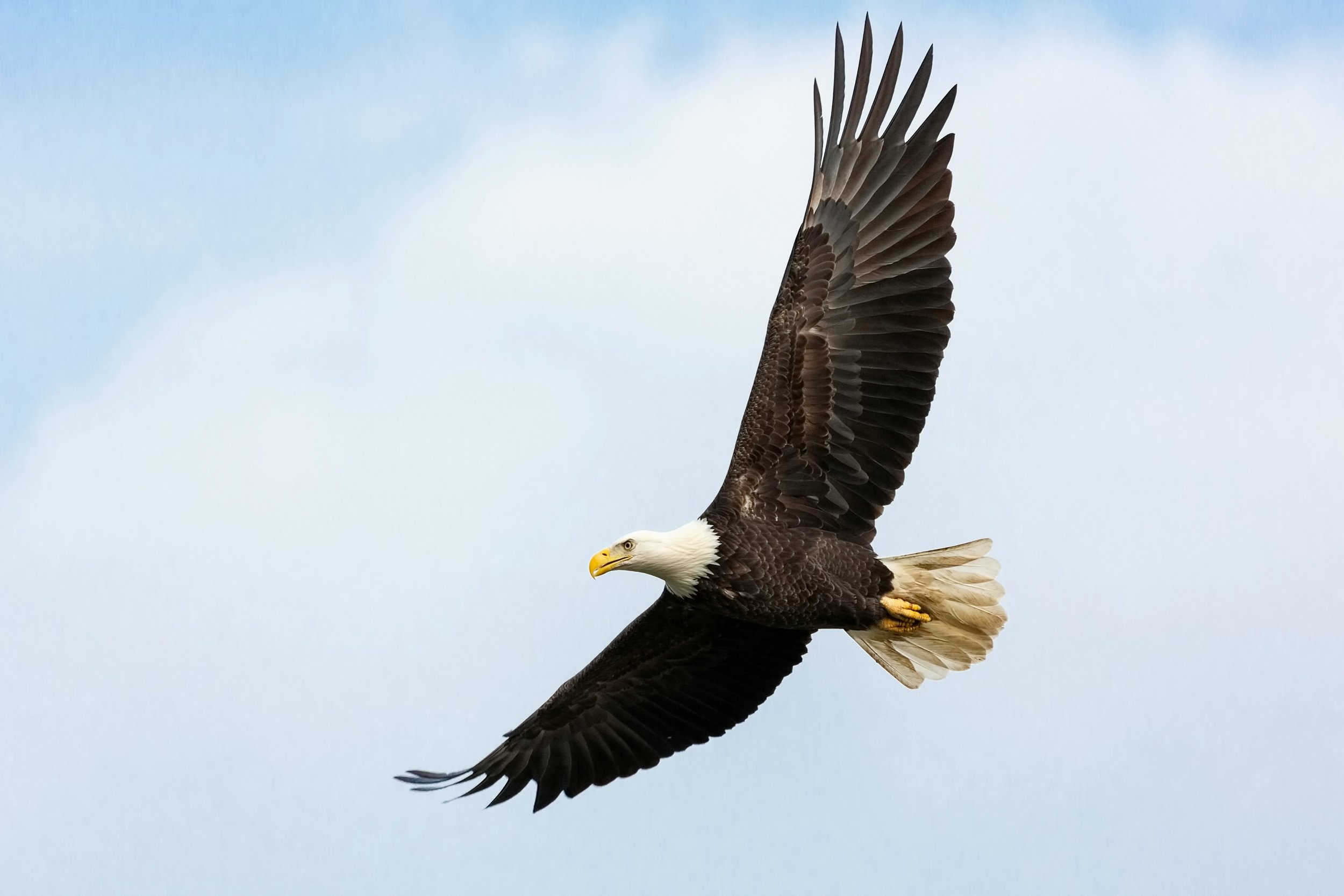 The Cost of Collision: Honoring Wildlife Through Conservation