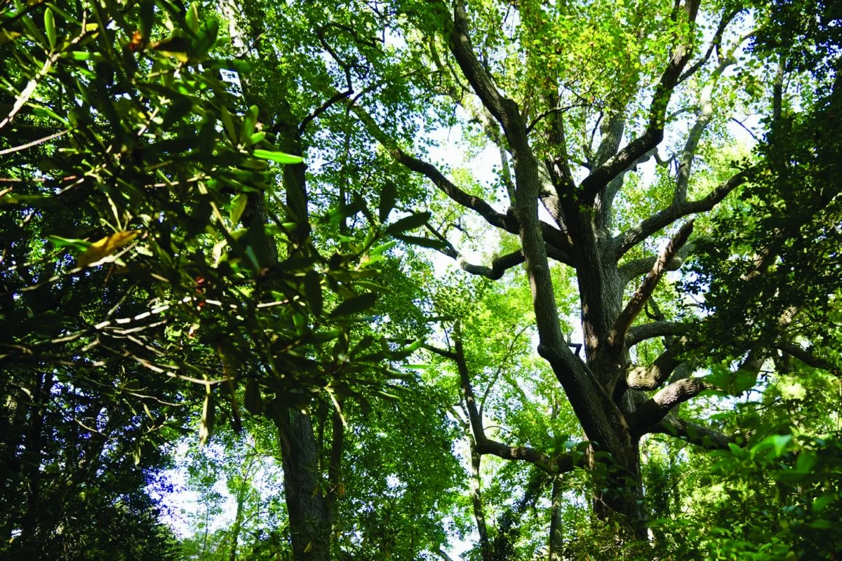 The 201-year-old Signature tulip tree at Scudder Preserve. Photo by Kevin Knecht.