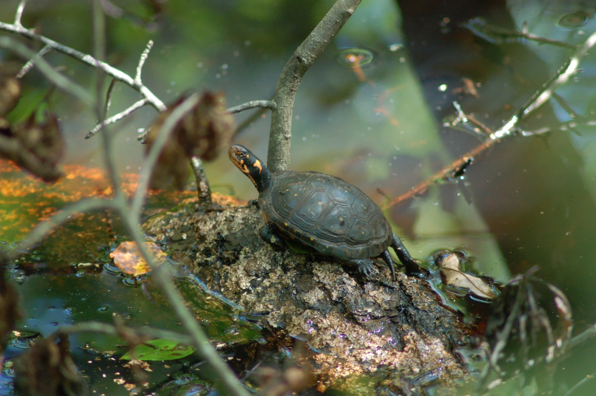  Bog Turtle  Photo: Jena Cosimo 