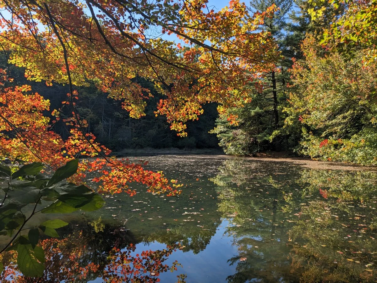 The pond at Scudder Preserve. Photo by DuBois & Associates.