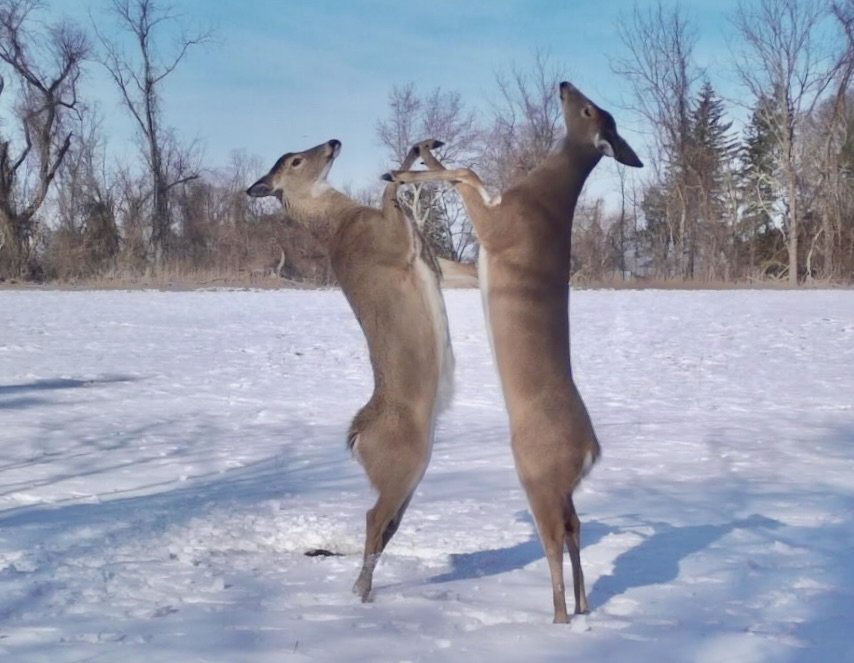 Rearing white tail deer, caught on Spinella Farm wildlife camera. Photo courtesy of the Spinella family.
