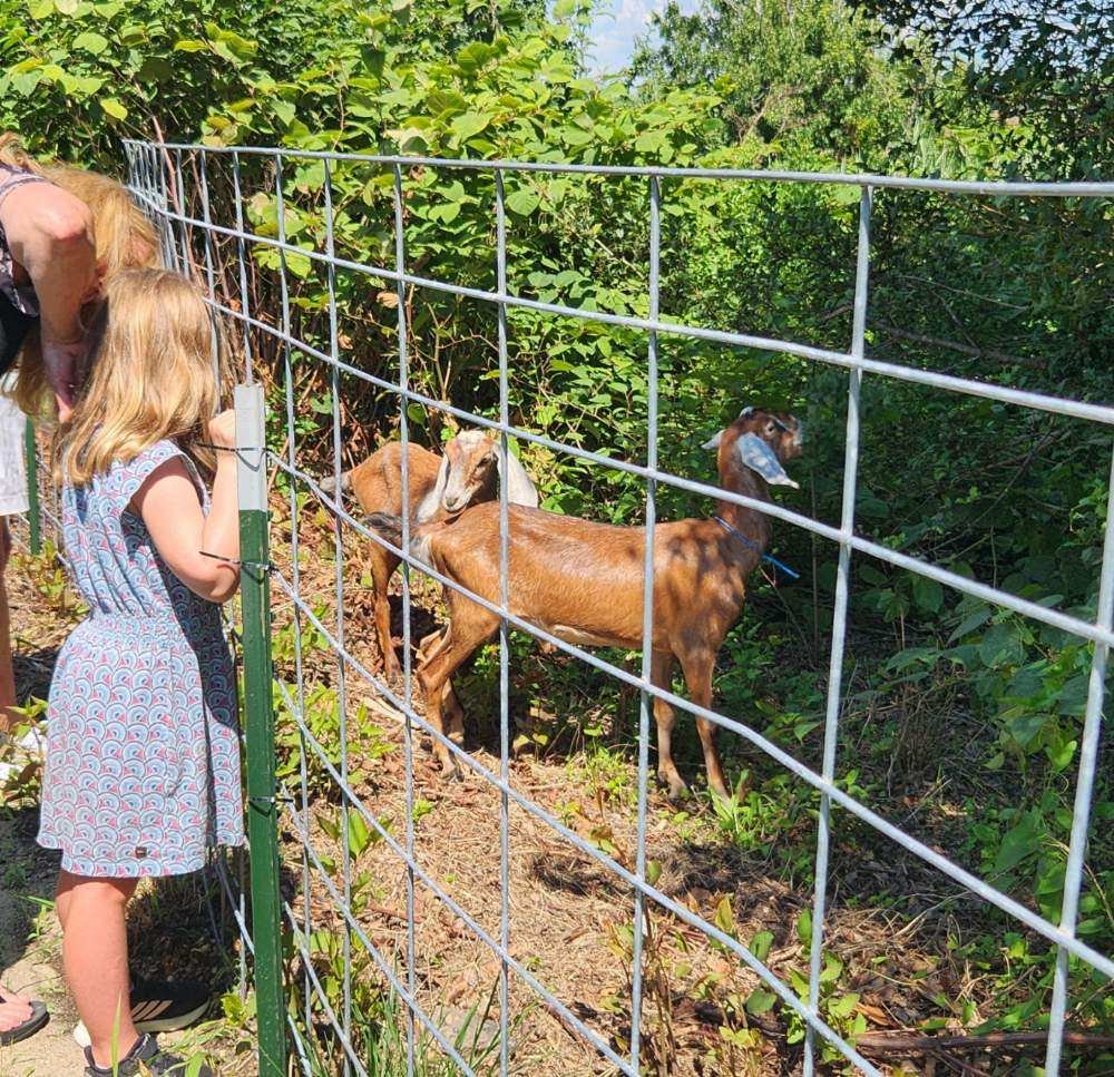 The Sea Girt community enjoyed the friendly goats. Photo courtesy of the Borough of Sea Girt.