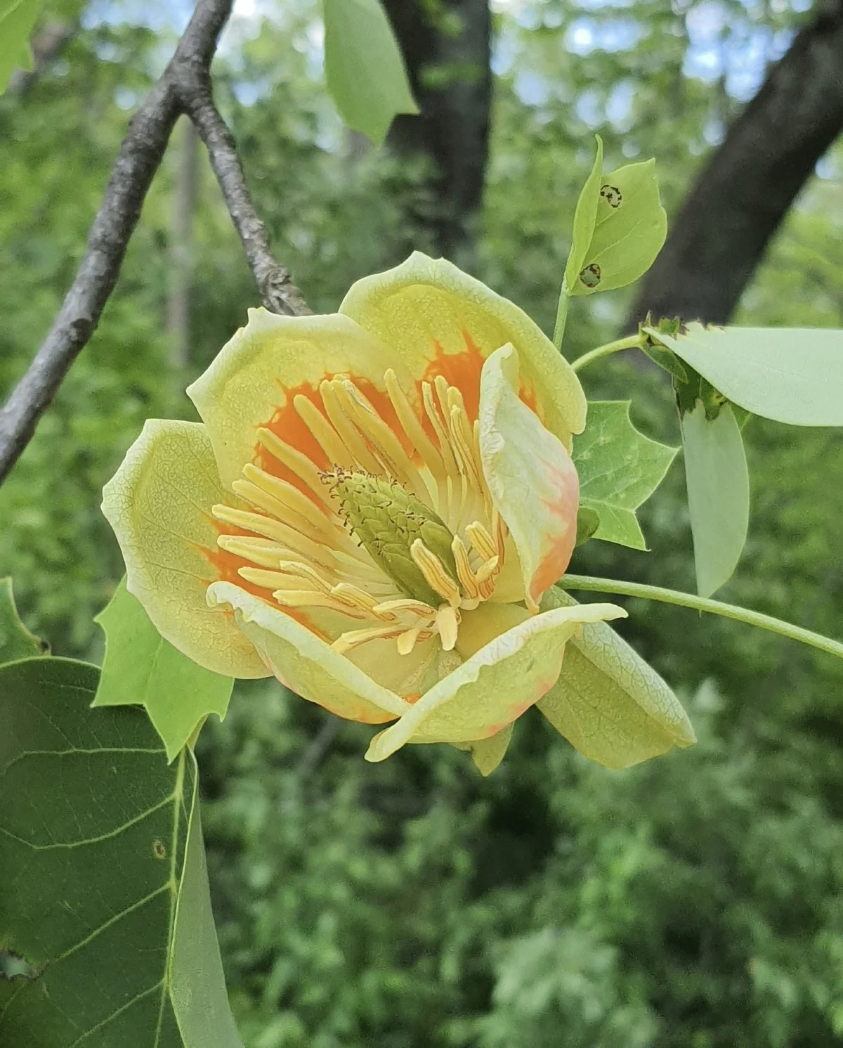 The large blossoms that give tulip trees their name. Photo by Kevin Hall on Unsplash .