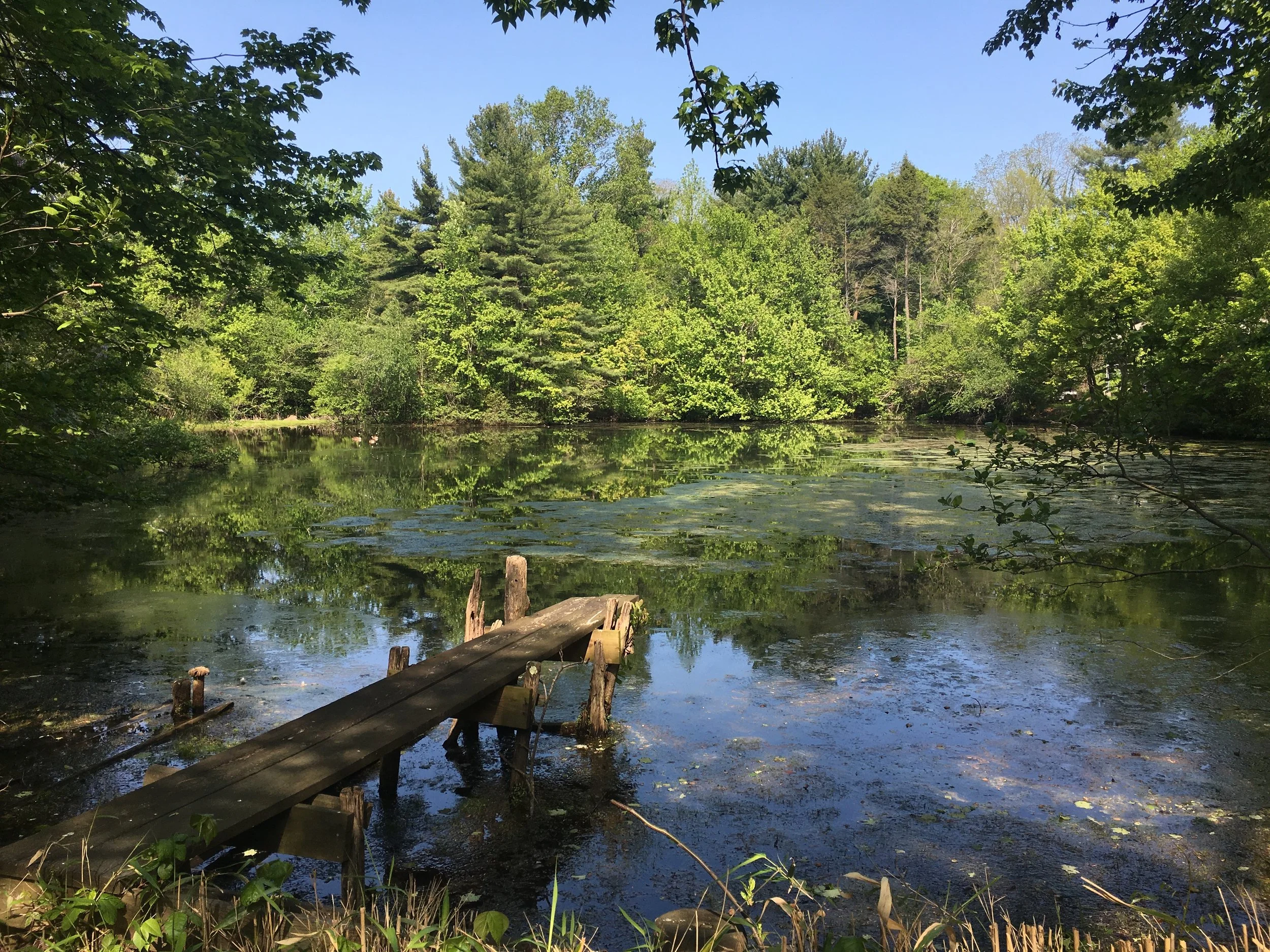  Scudder Pond    Photo by Jena Cosimo  