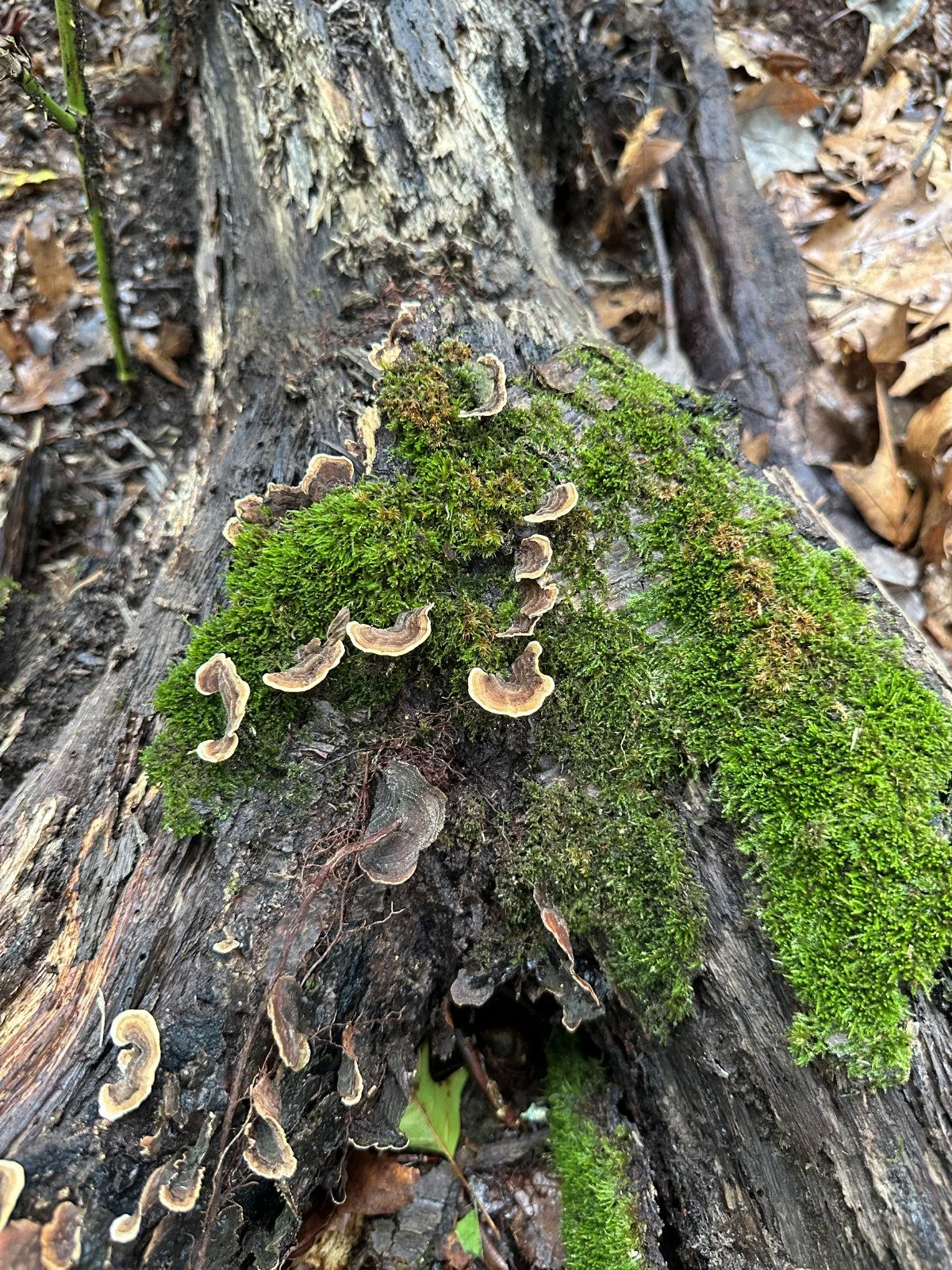 A Close Look at 20 Acres Preserved in Howell – MCF’s Pilot Project with ...