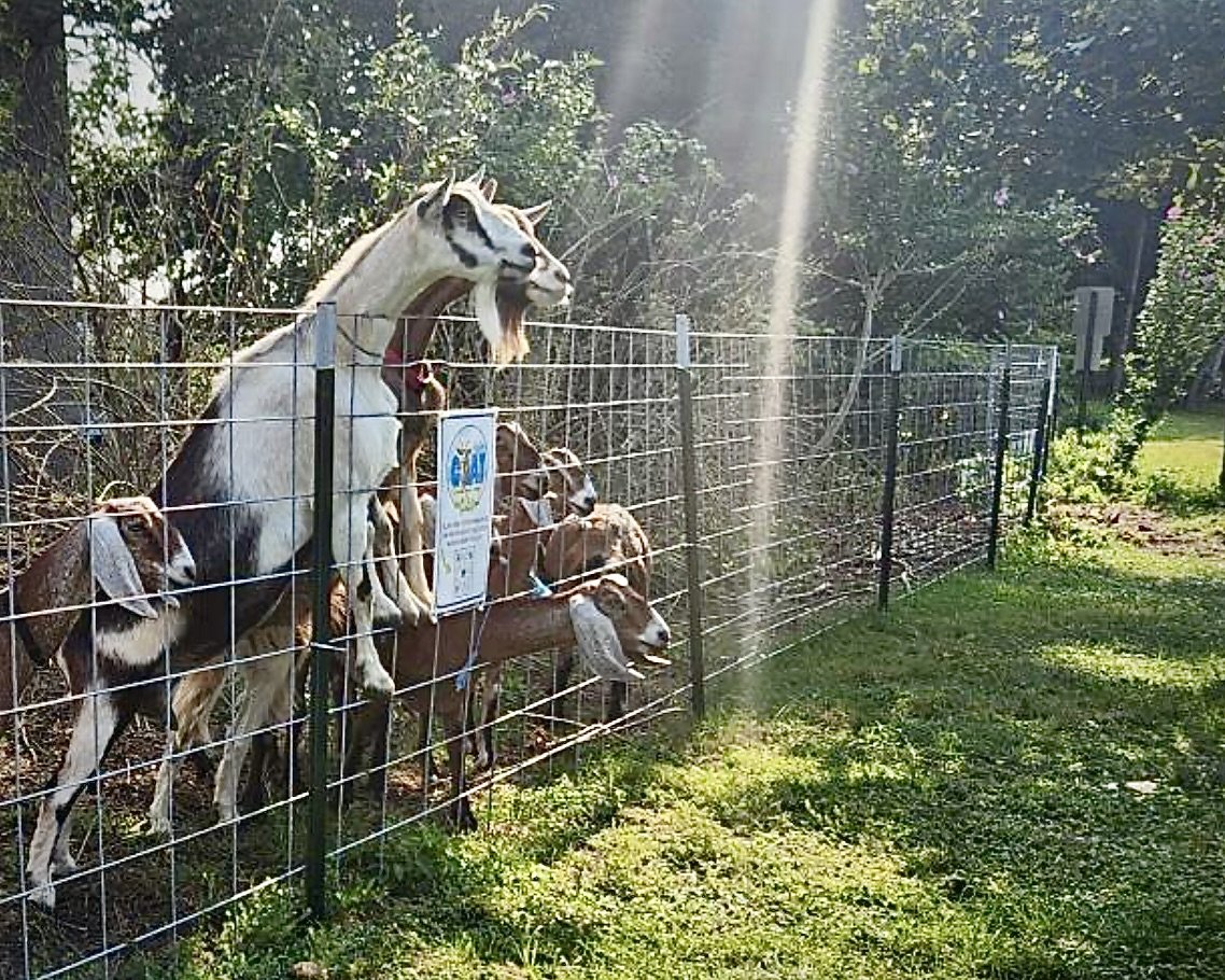 The famous Sea Girt Goats. Photo courtesy of the Borough of Sea Girt.