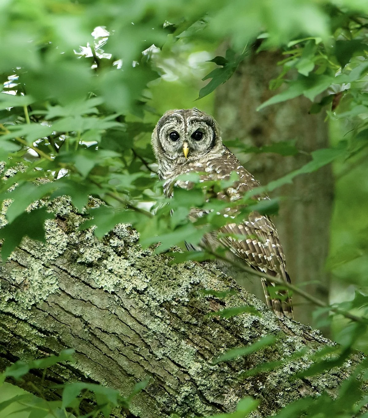 An owl resident of Scudder Preserve. Photo by Emilee Carton, Jersey Shore Wildlife Photography .