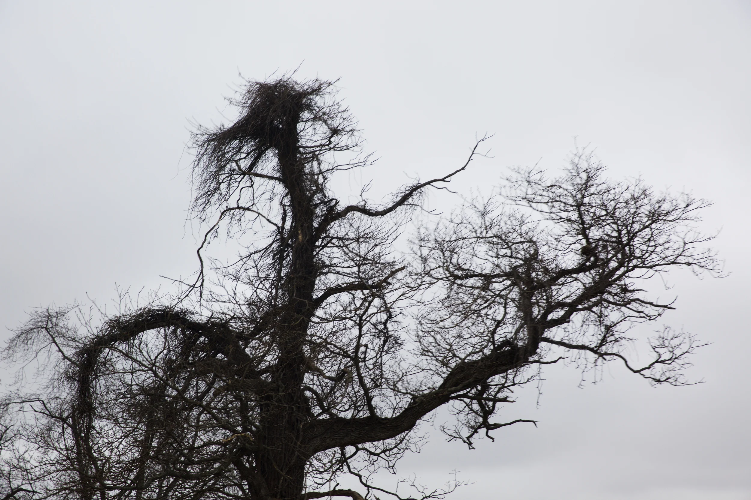 weirdtree.jpg