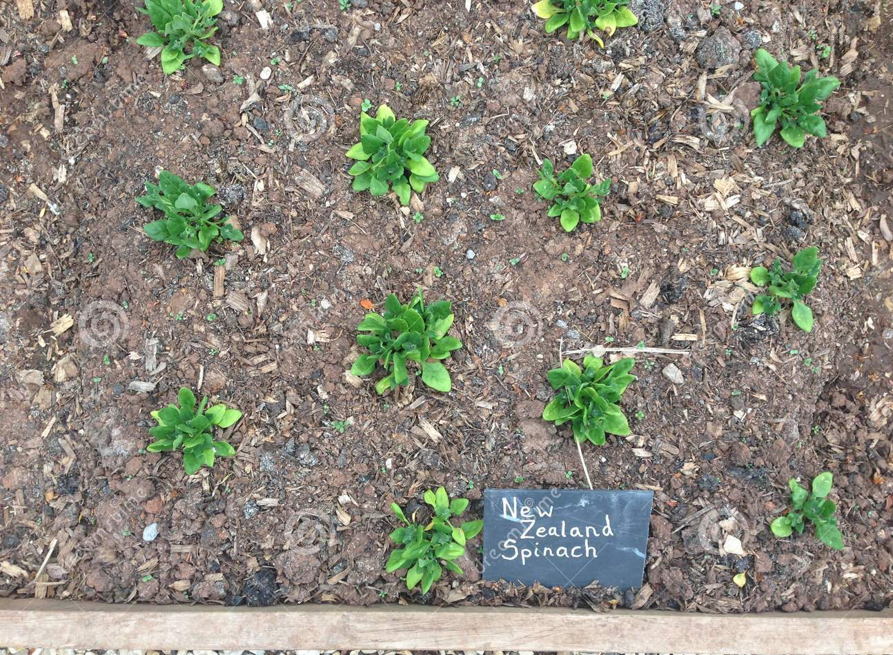 garden_bed.png