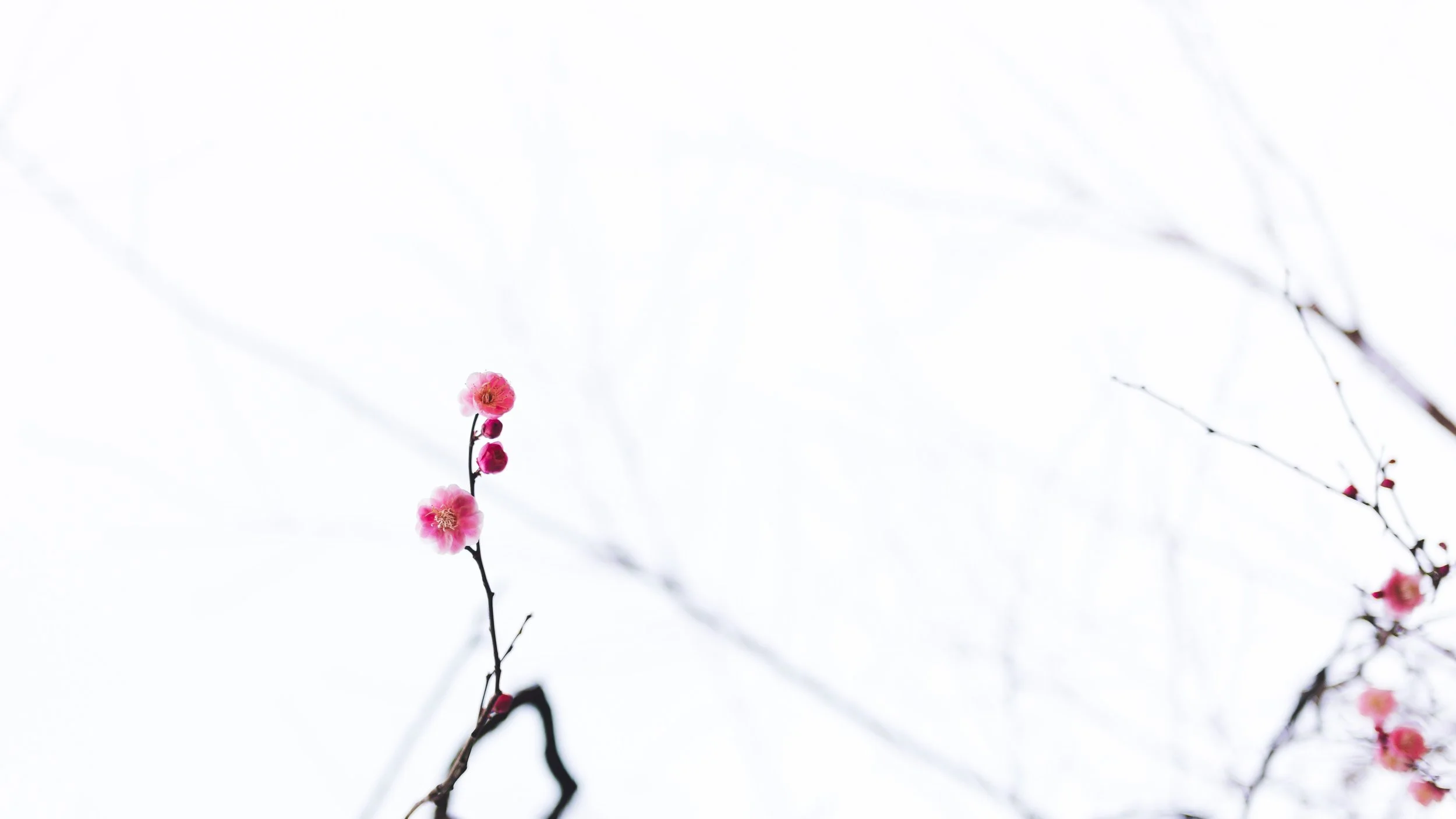 SPRINGY THINGY.jpg