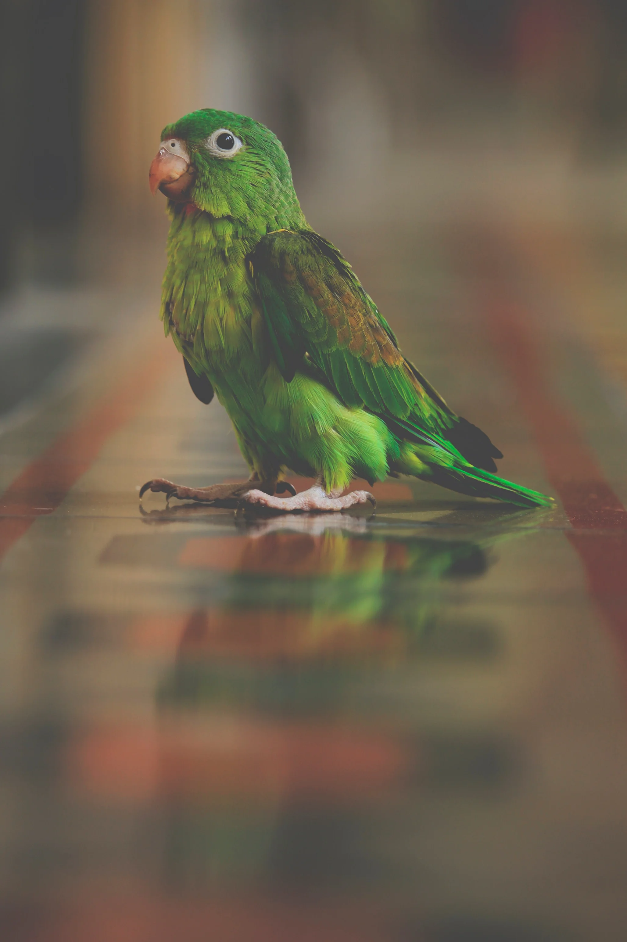 Pretty Bird.jpg