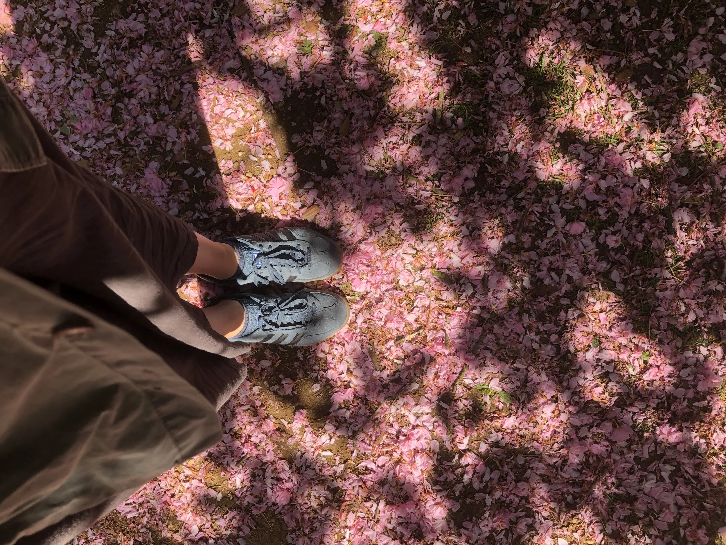 DYE WITH BLOSSOMS, PETALS AND BARKS