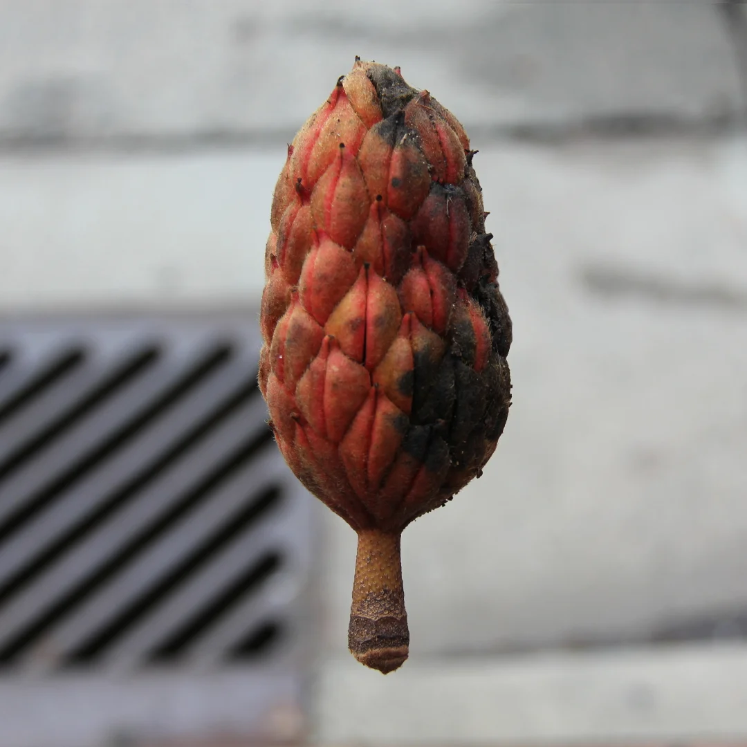 magnolia.jpg
