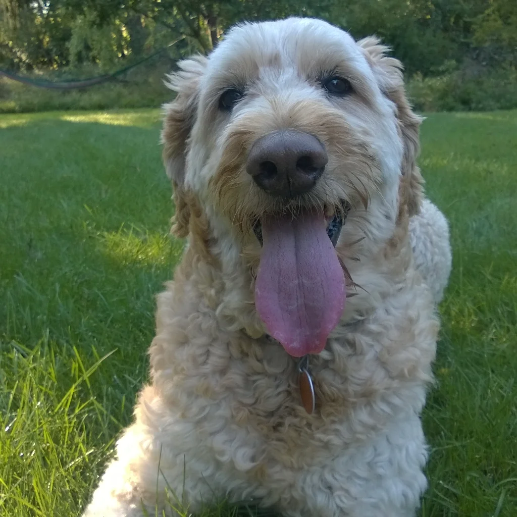 Tonight my dog is still alive
