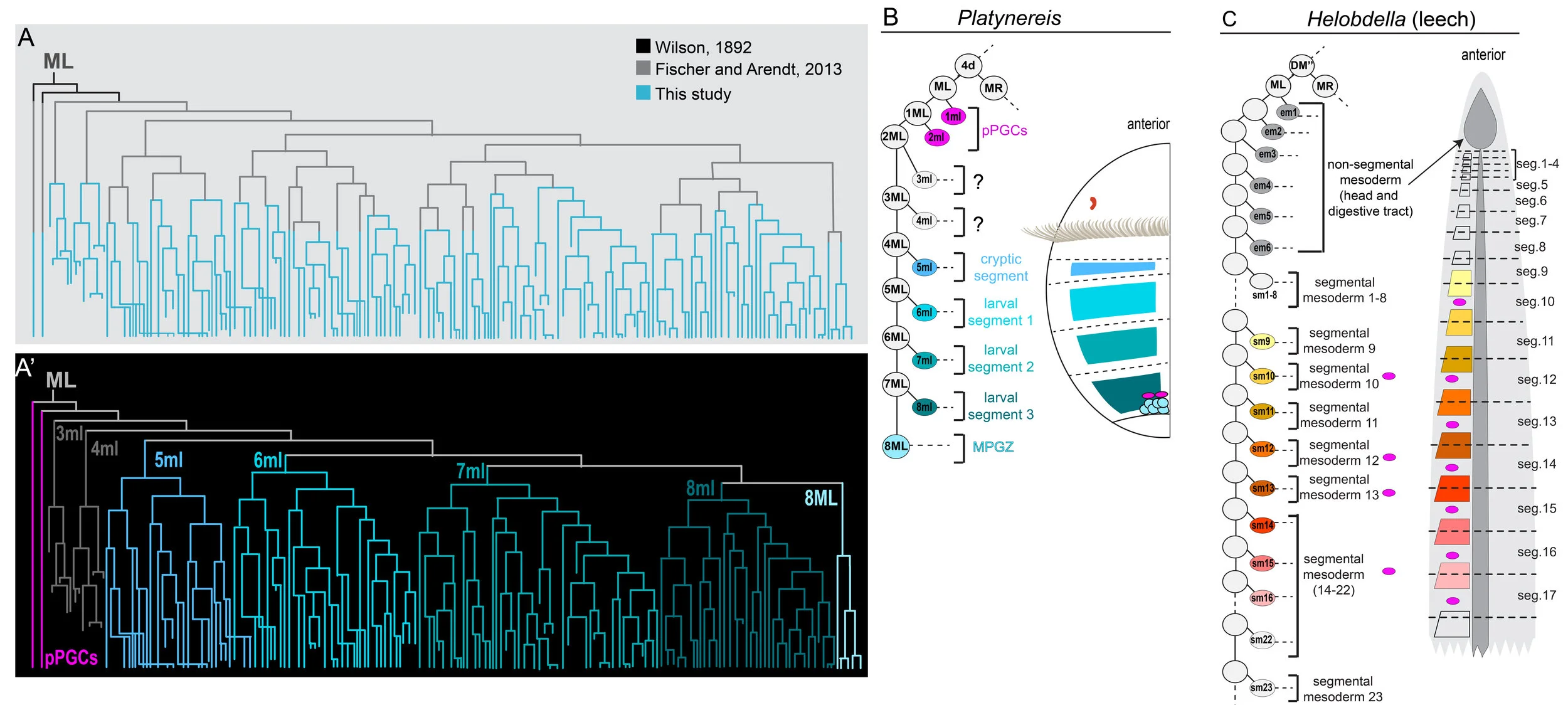 ML lineage tree indicating known and novel sub-lineages in P. dumerilii , and comparison of P. dumerilii with the leech.